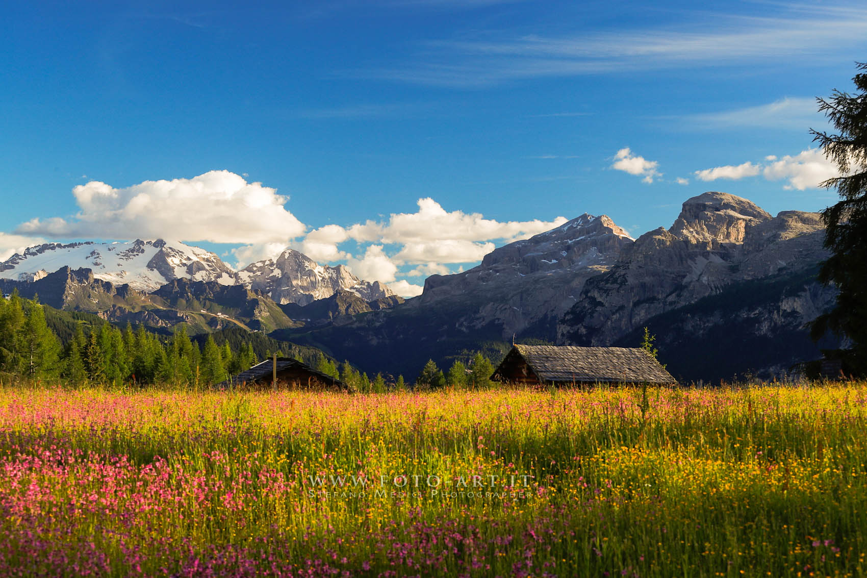 Armentara in primavera
