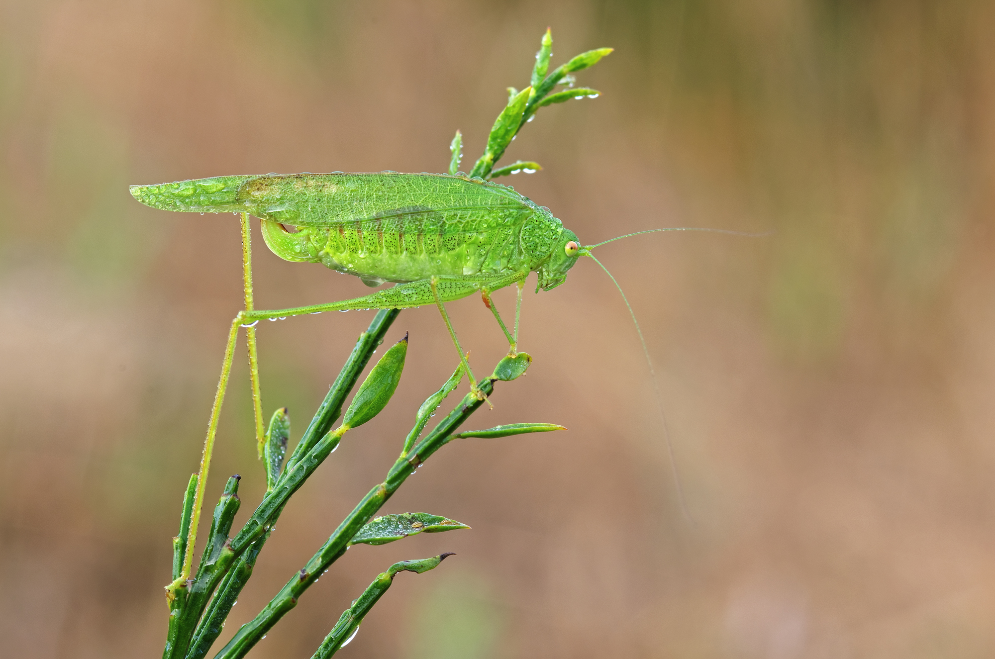 Grasshopper