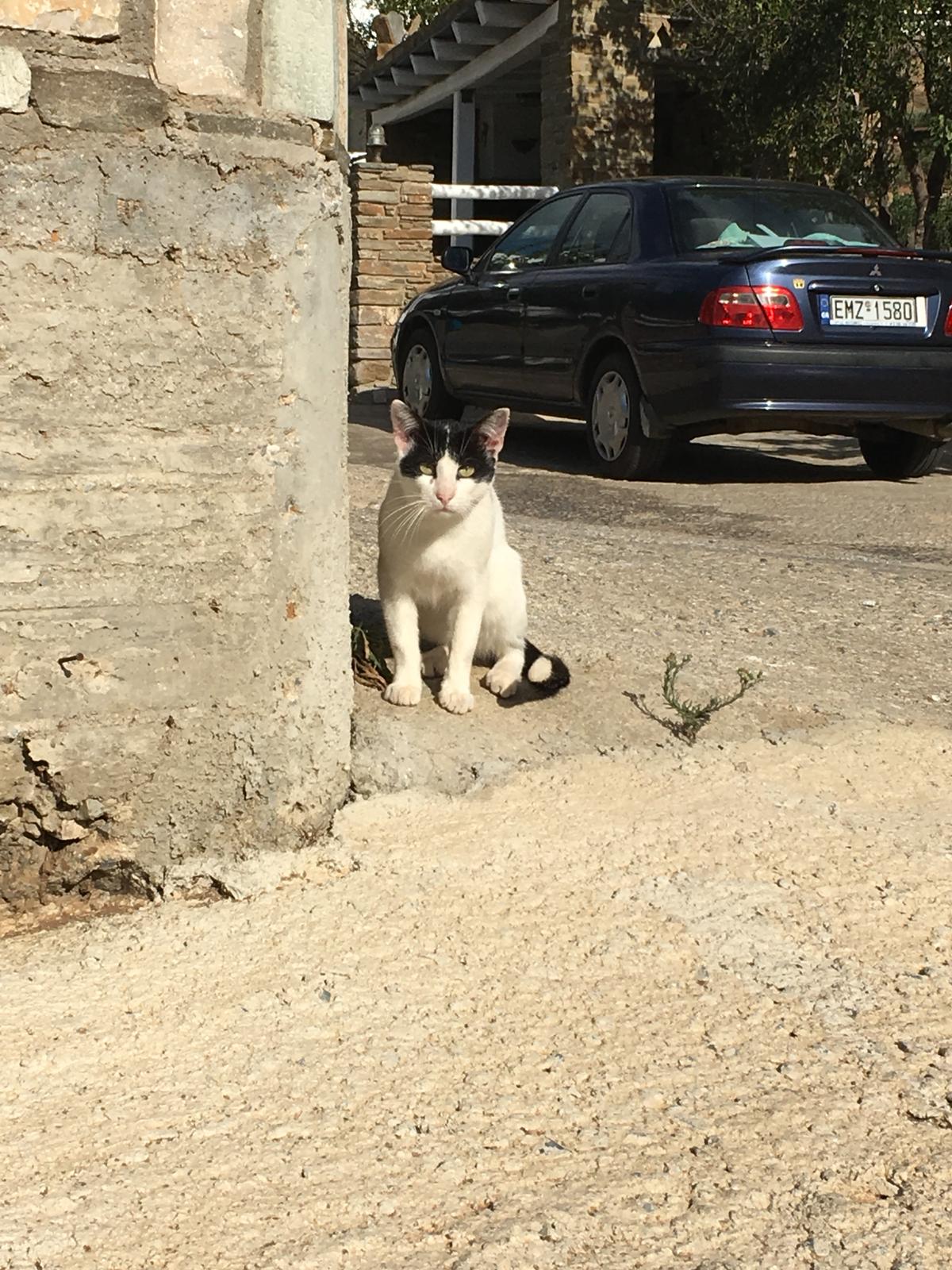 Andros, gatta randagia ... in posa