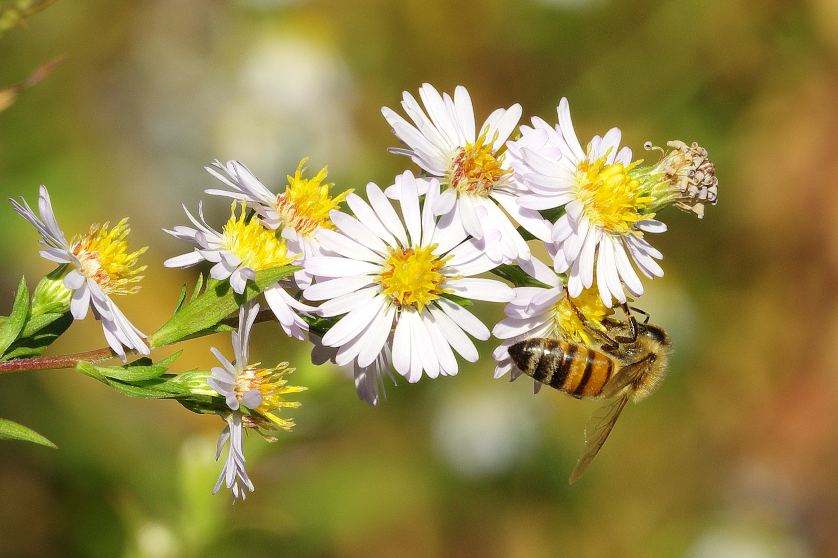 Ancora un po' di Nettare