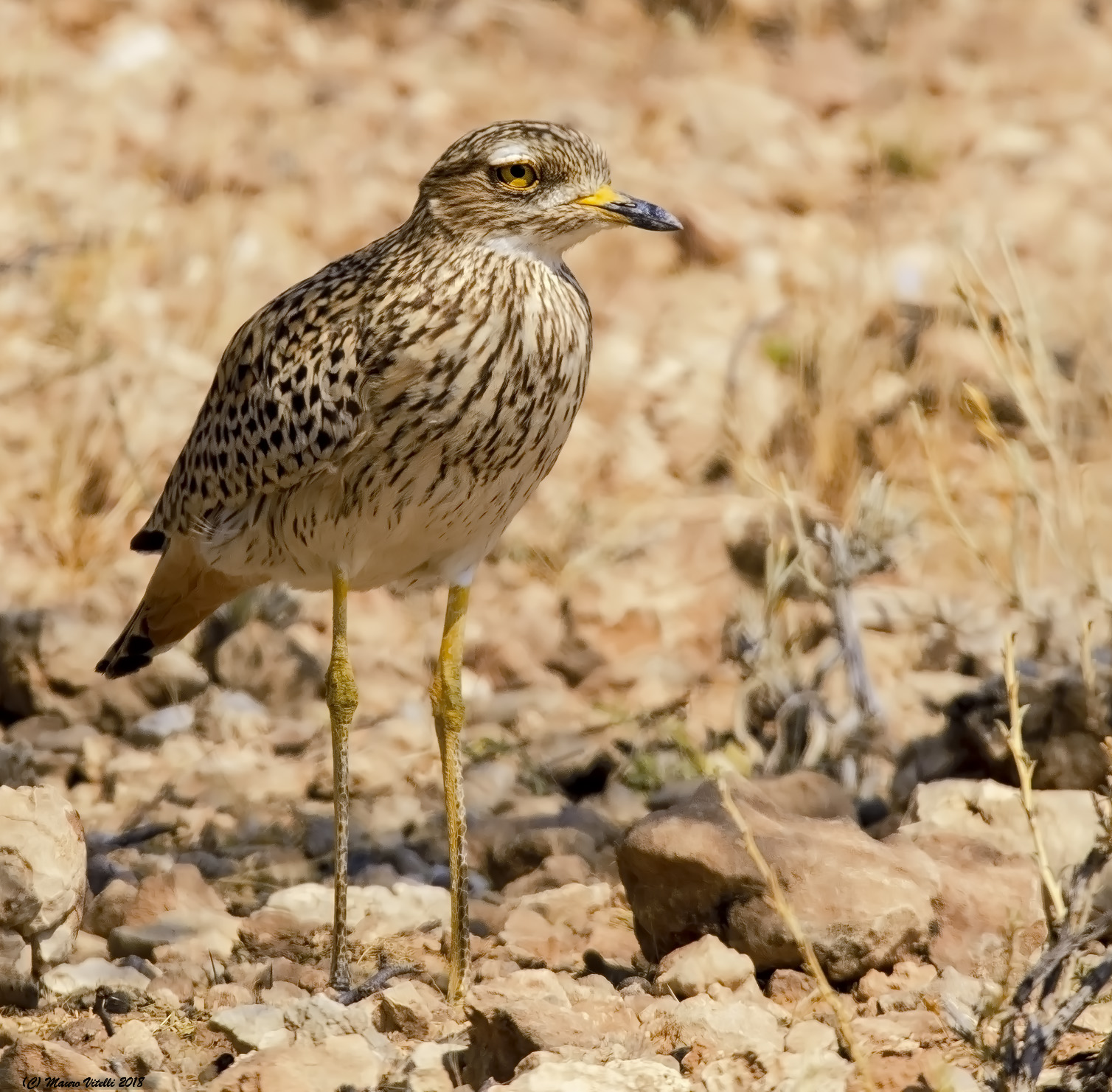 Spotted Thick-Knee (burhinus Capensis) Central Kalahari