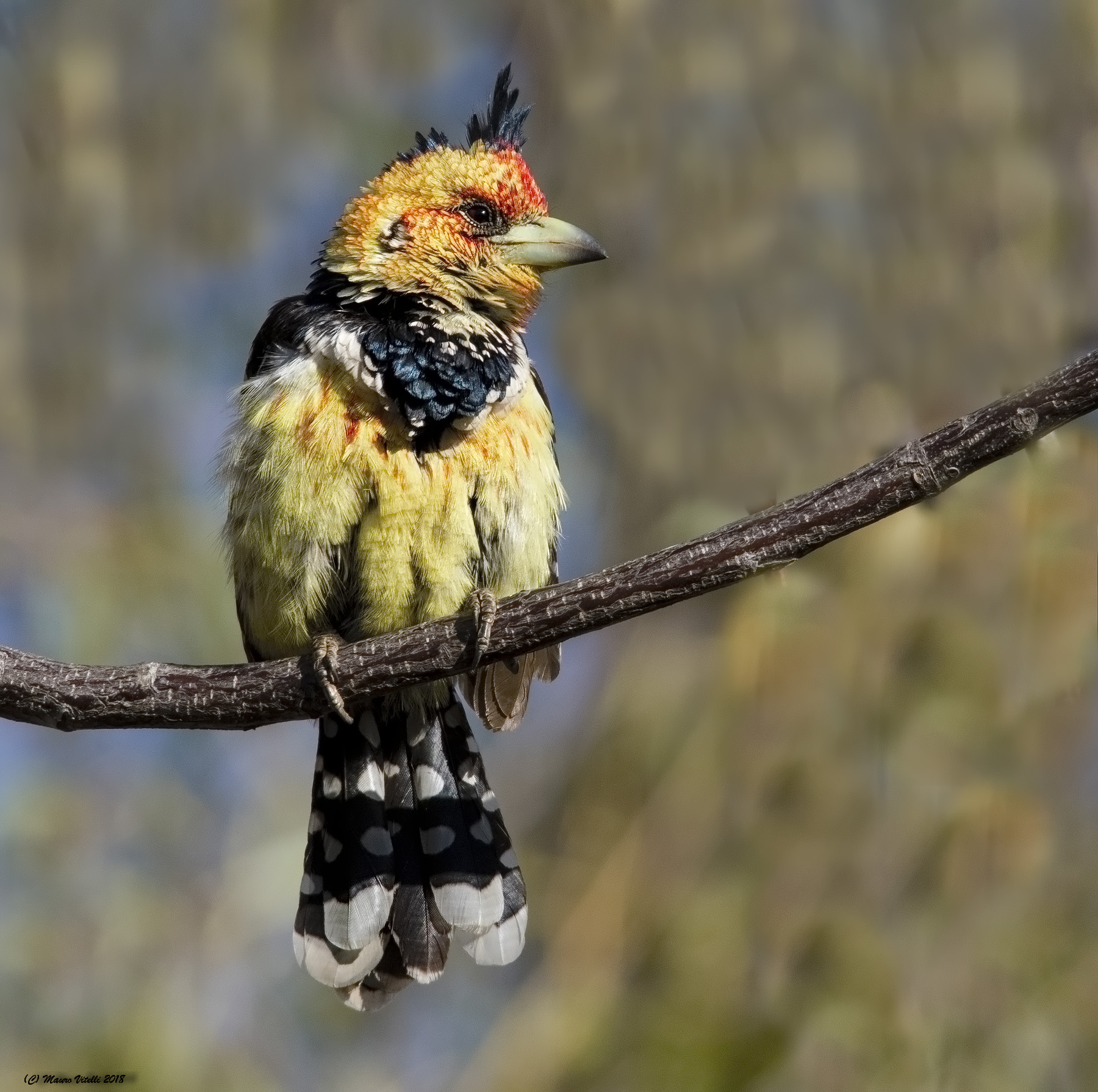 Crested Barbet (trachyphonus Vaillantii)