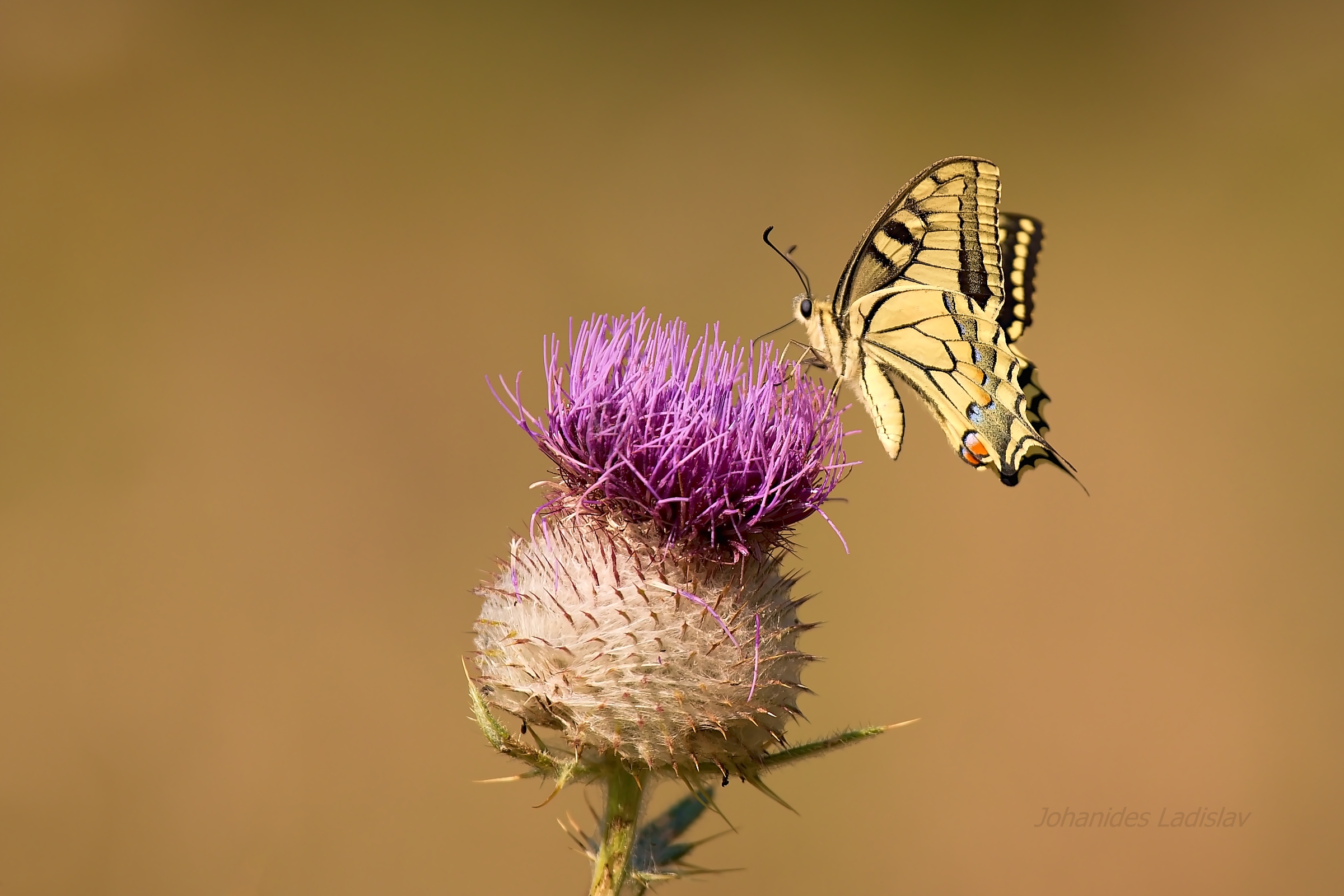Papilio machaon