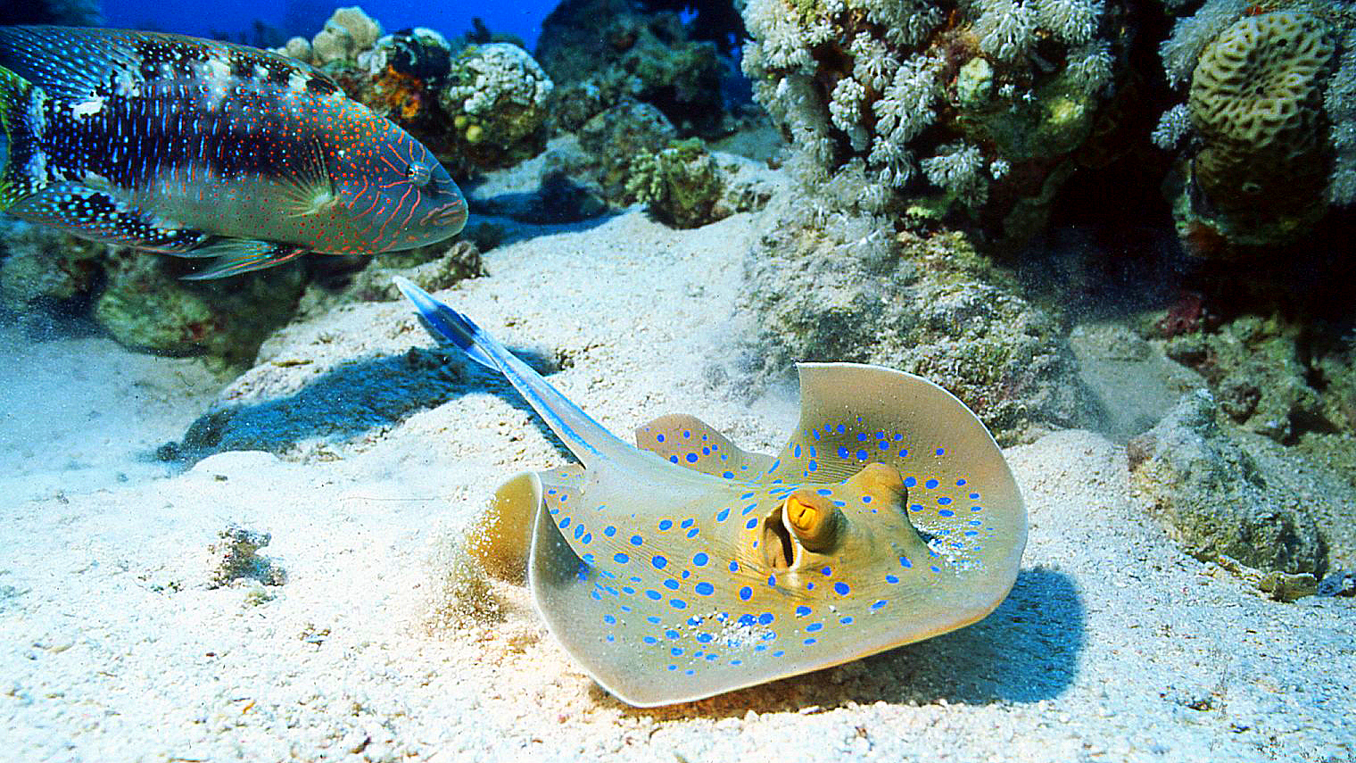 Pastinaca a macchie blu o Trigone a macchie blu