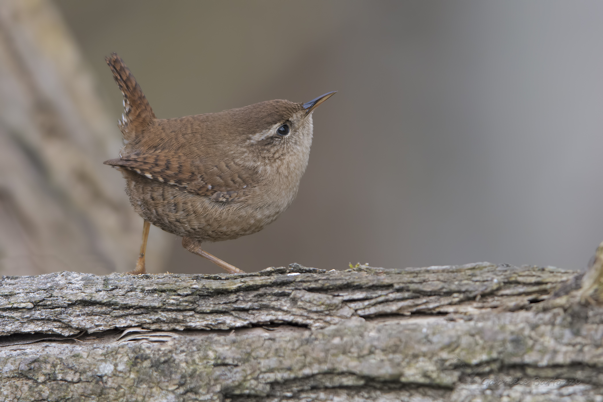 Wren