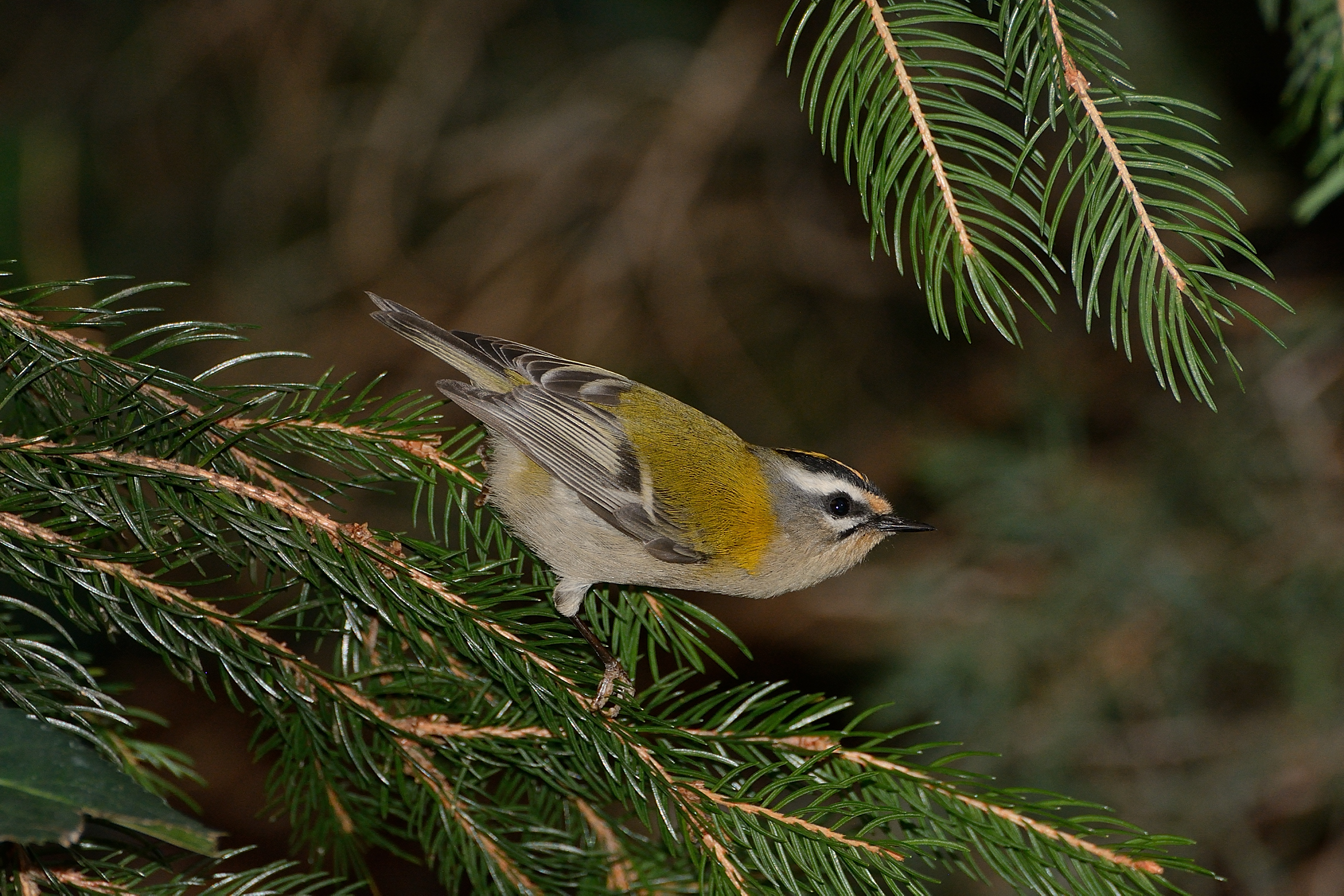 Firecrest