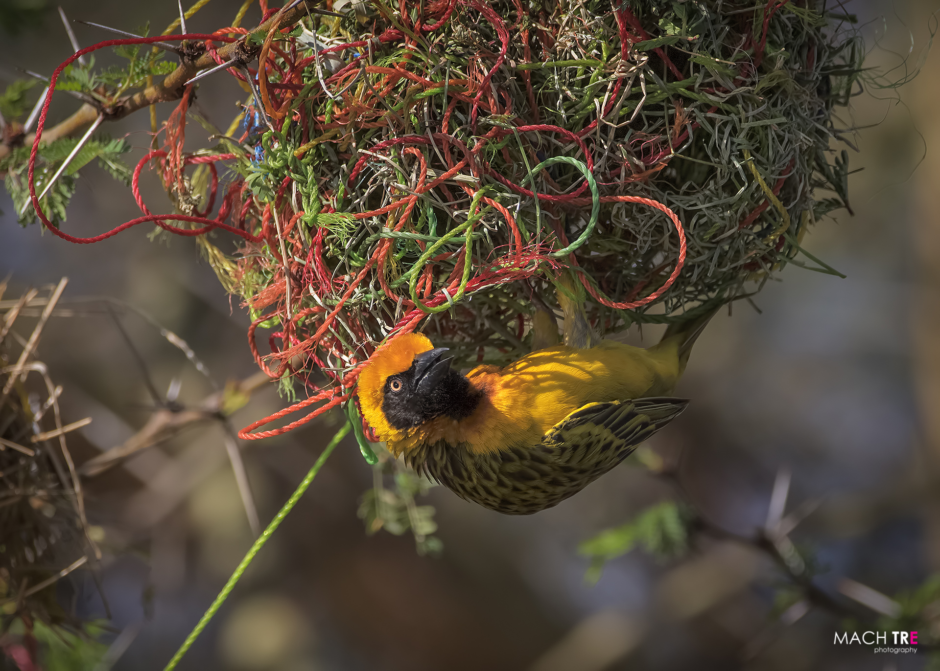 Speke Weaver (ploceus Spekei)