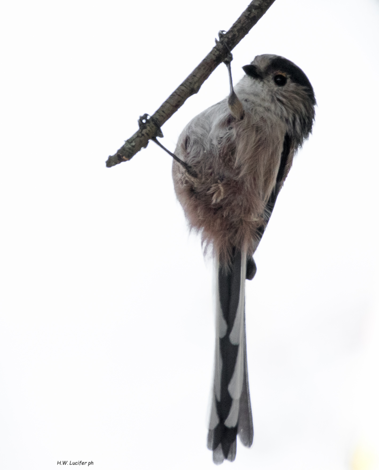 L'acrobata della macchia