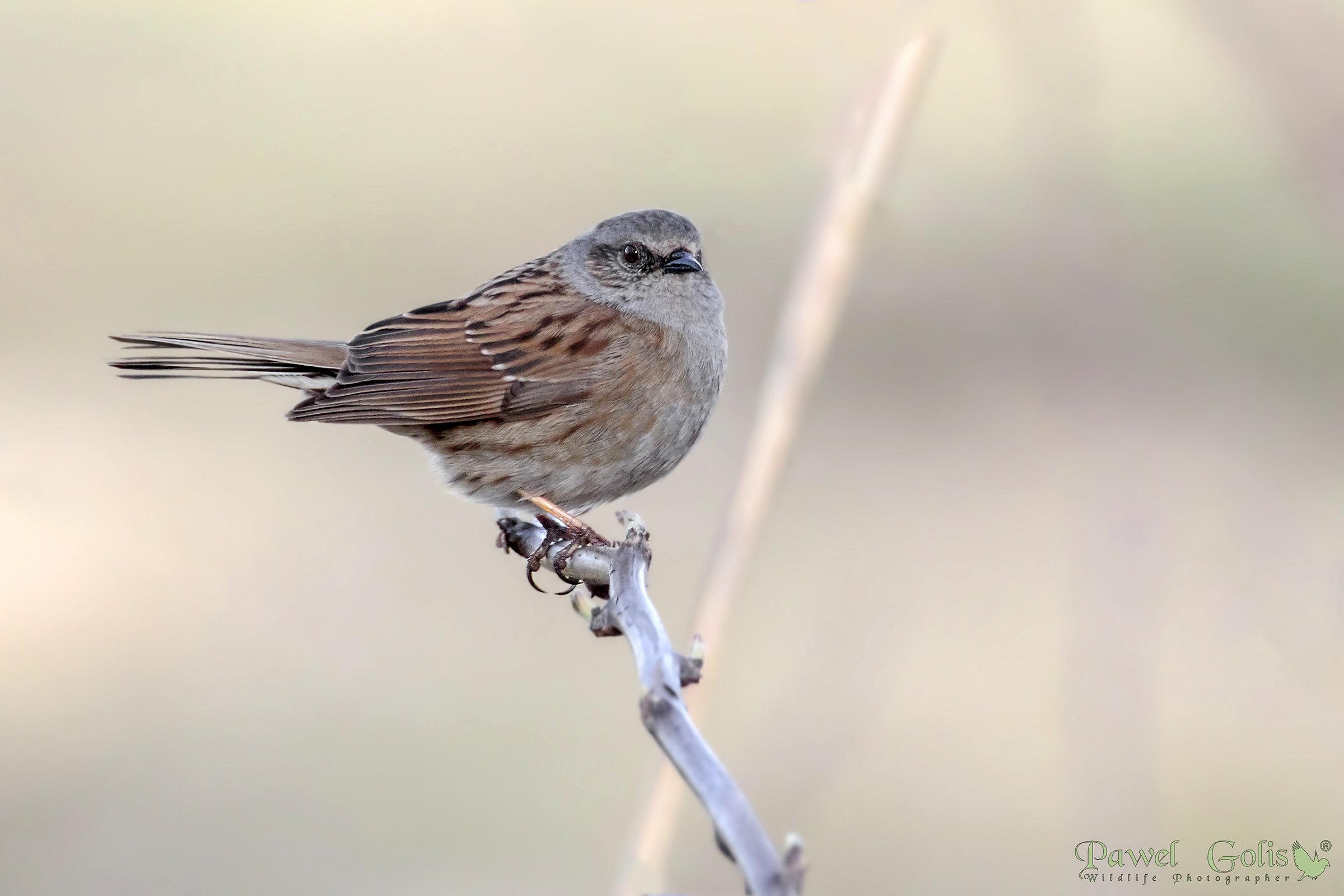 Dunnock (Prunella modulares)