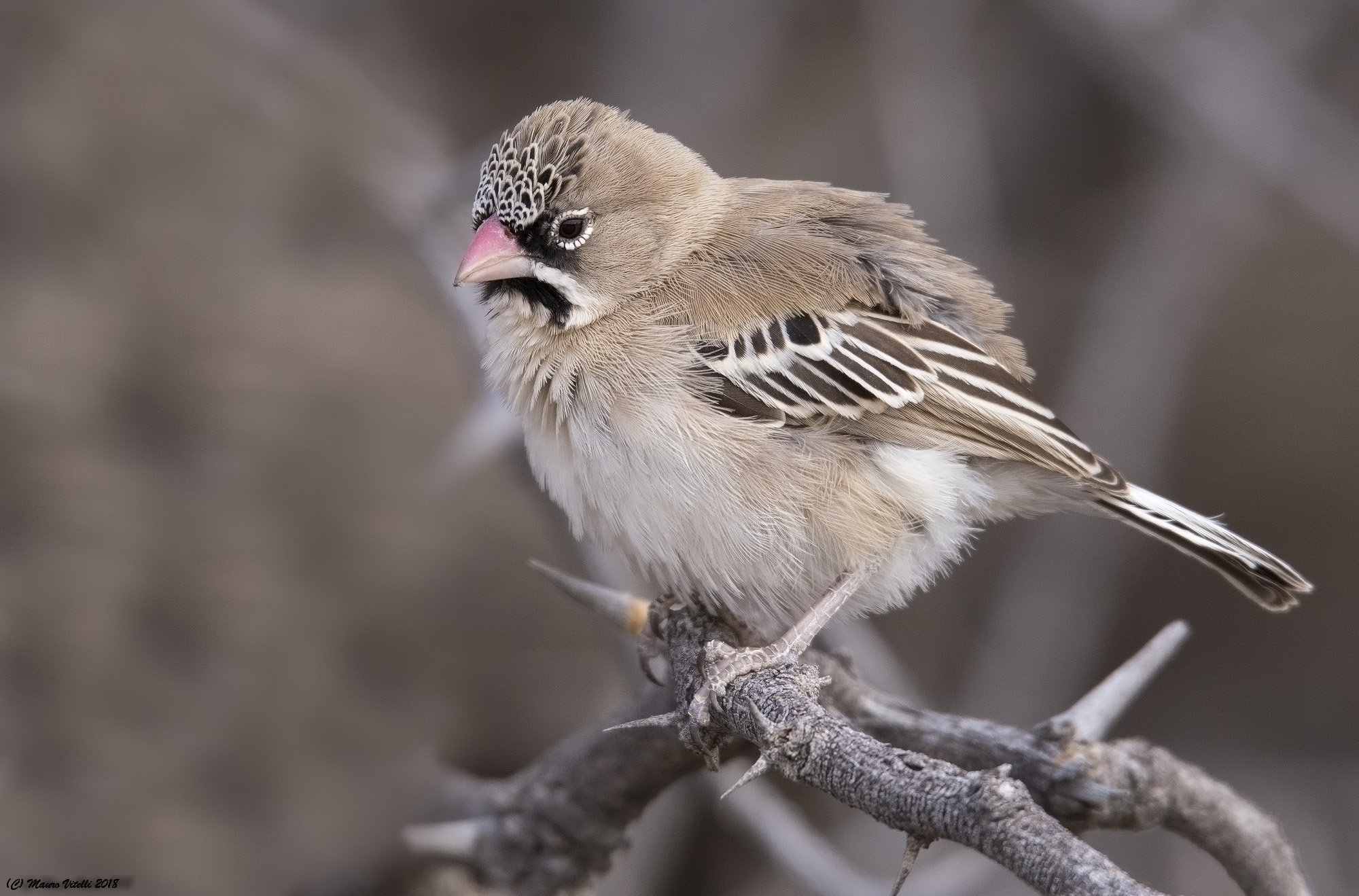 scaly-feathered Finch) Central Kalahari