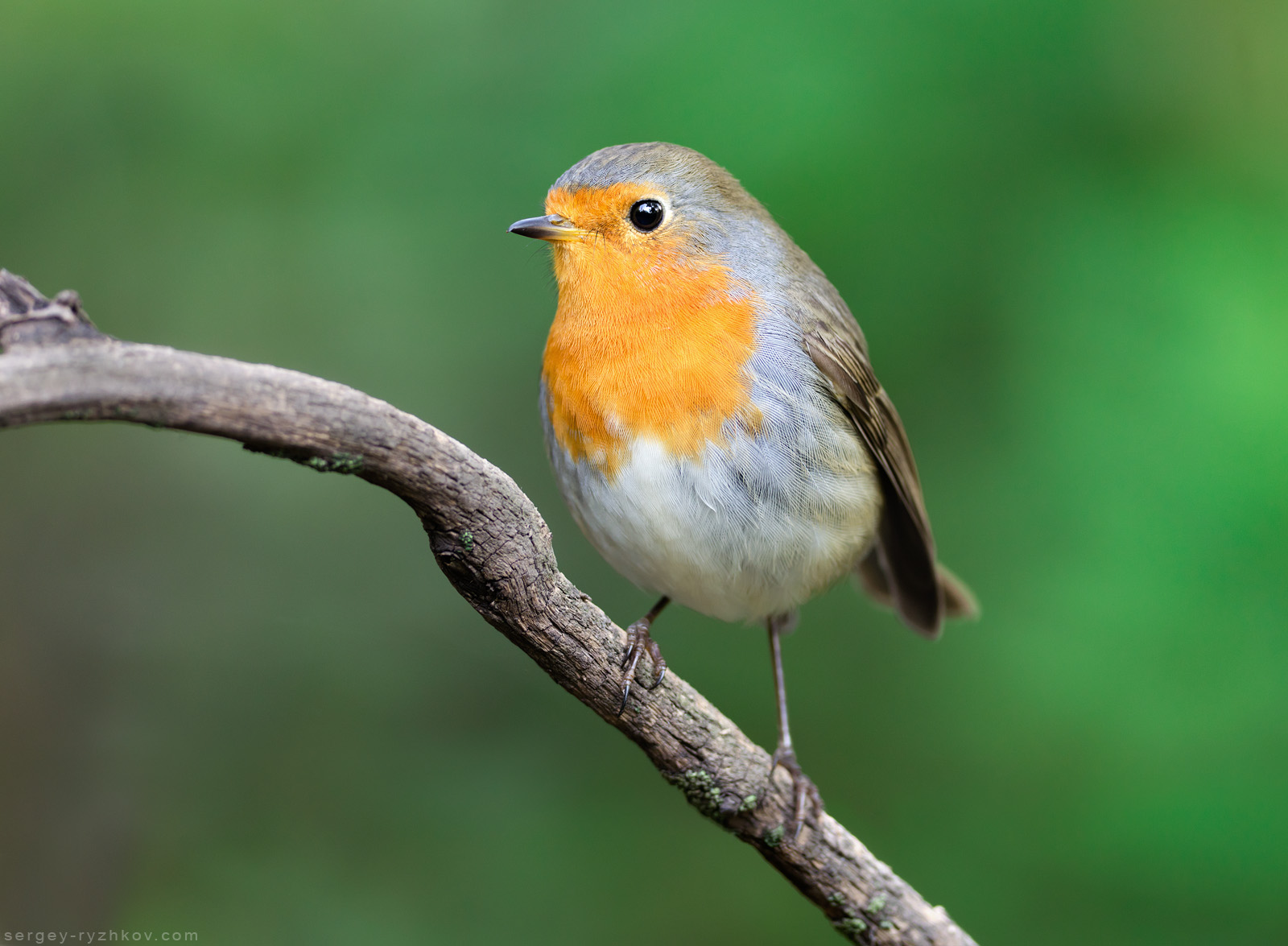 Robin (Erithacus rubecula)