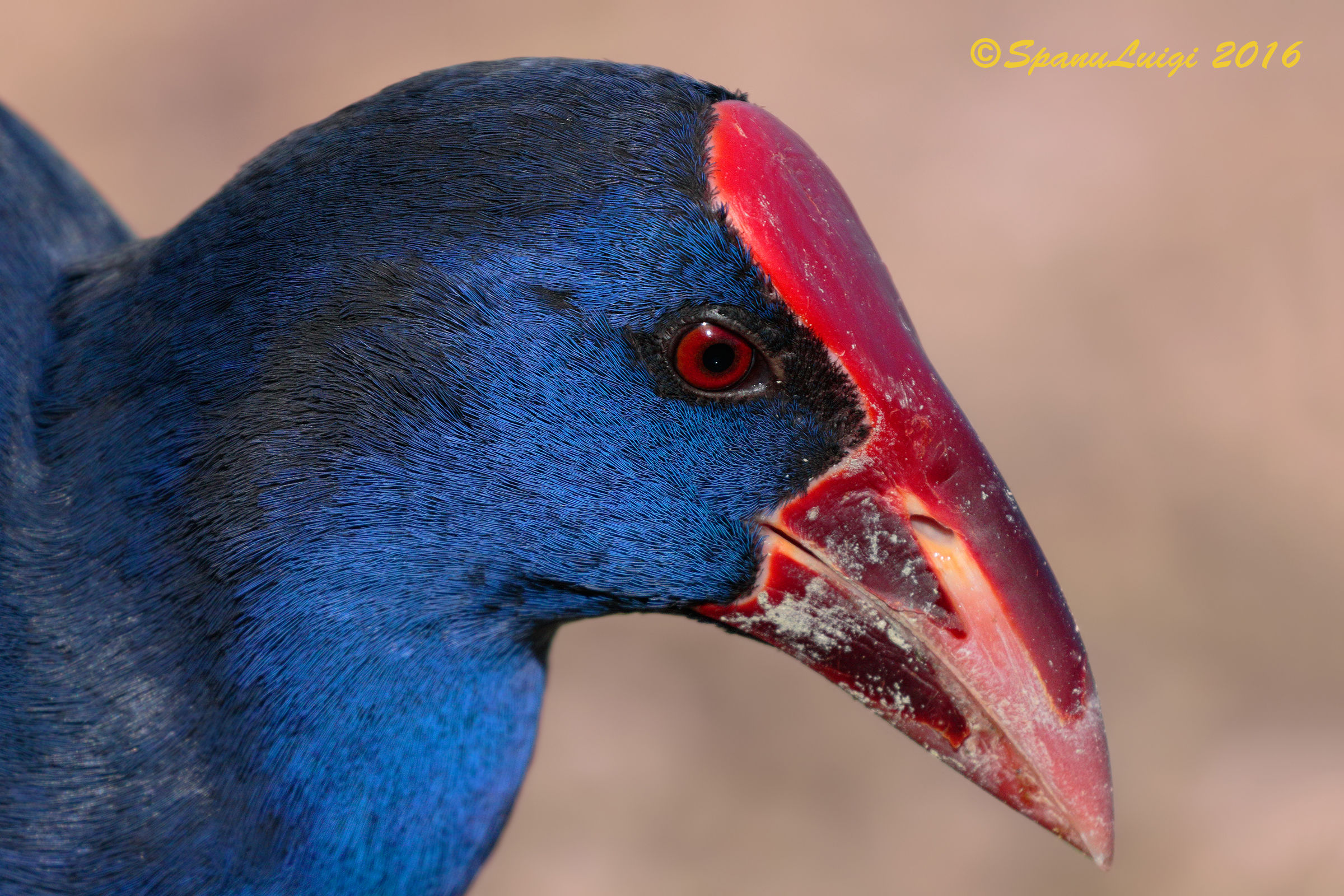 Ritratto di un pollo....vecchio scatto