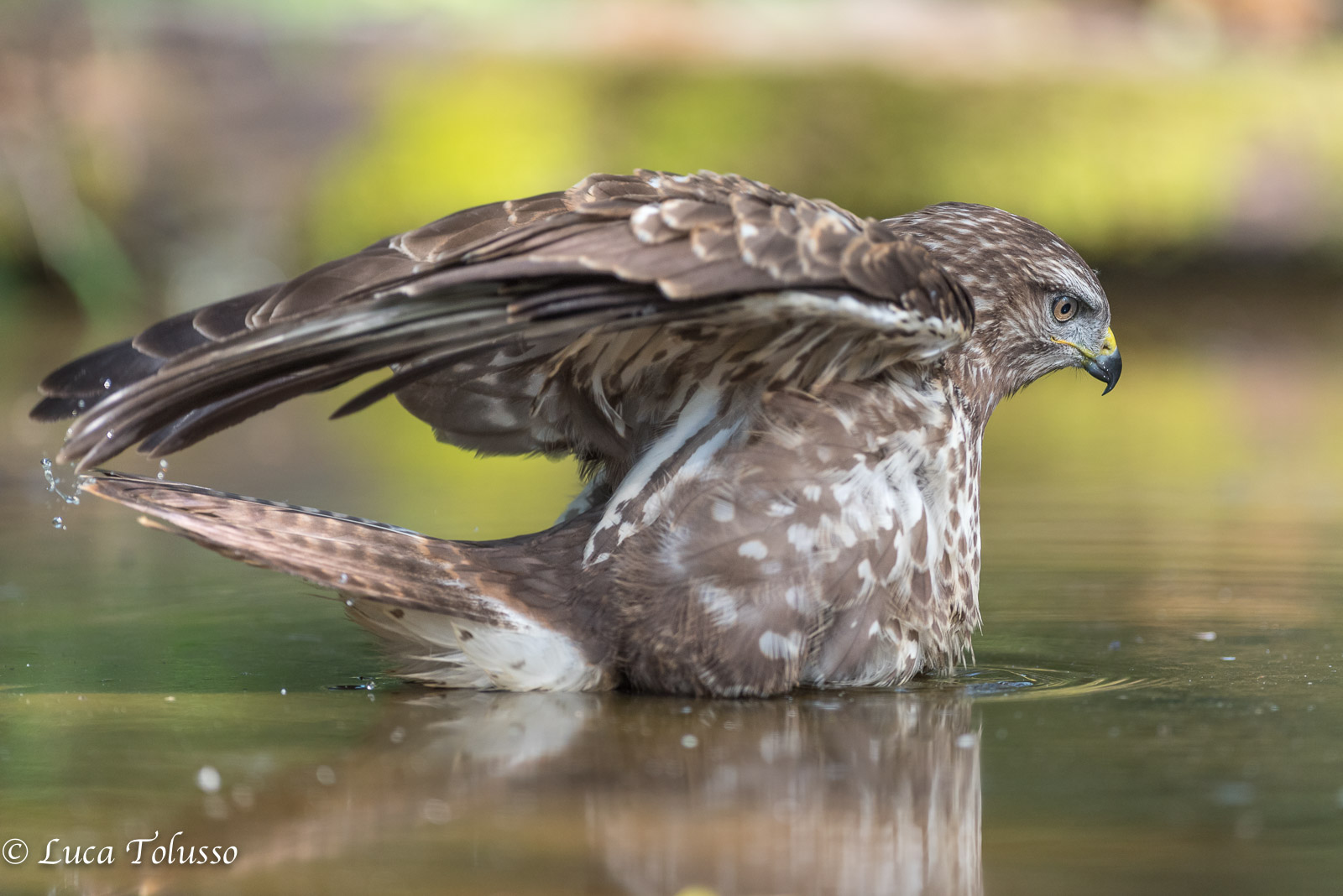 Il bagno della poiana