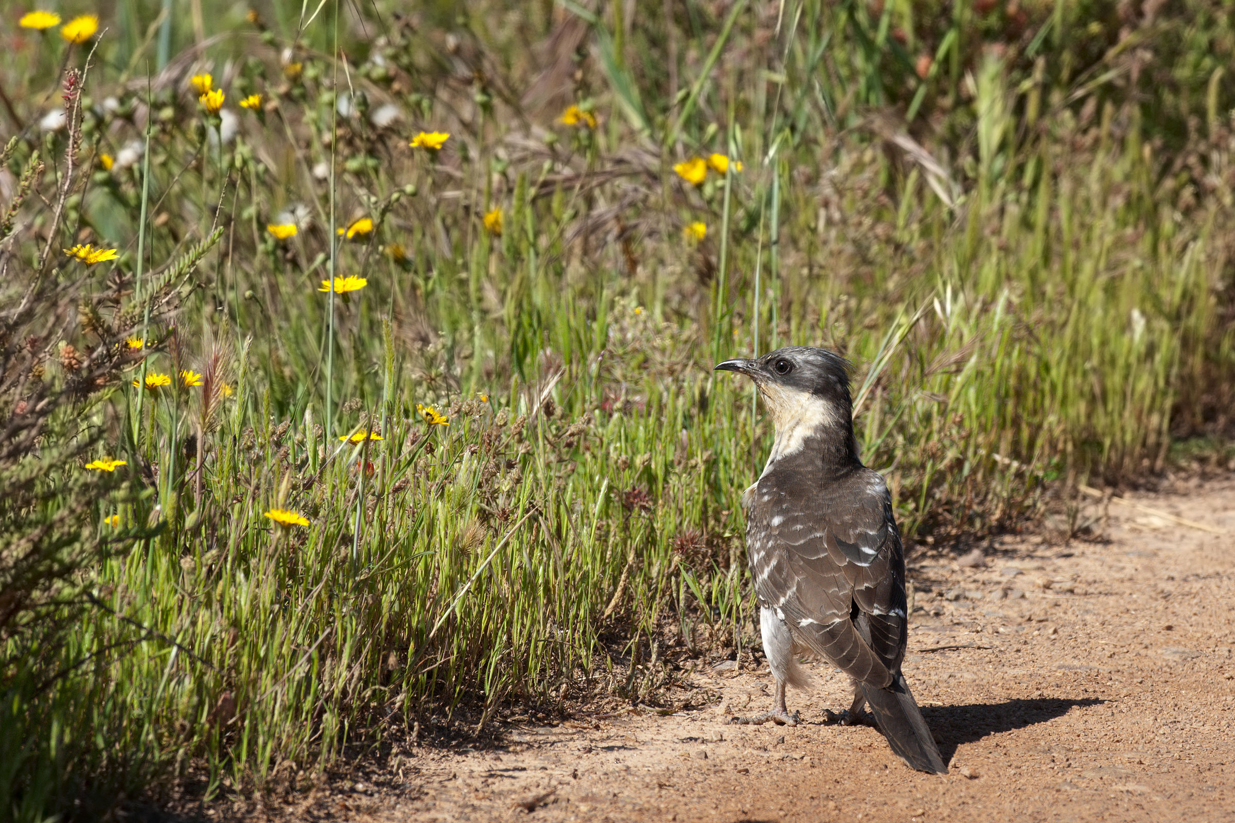 in cerca di bruchi...