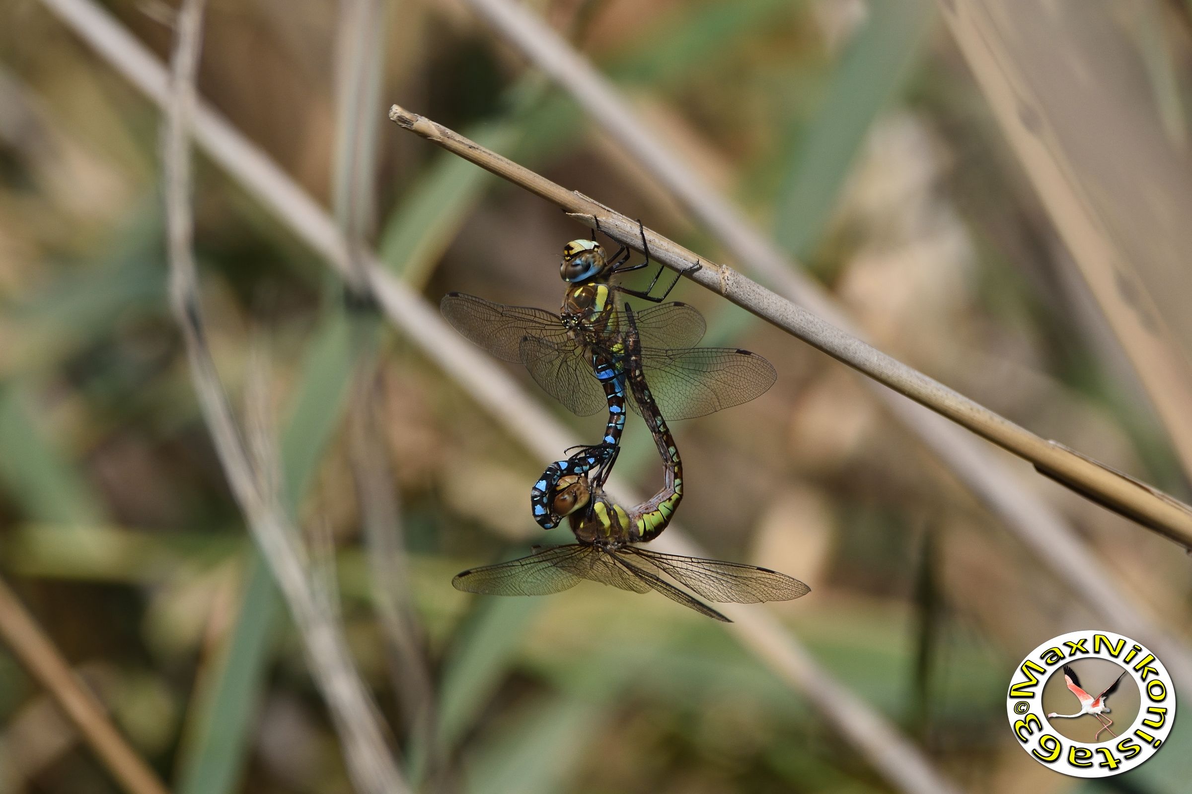 Dragonflies in October