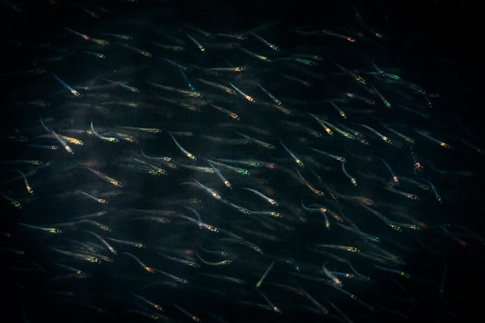 Life-Delta Po Park Emilia-Romagna