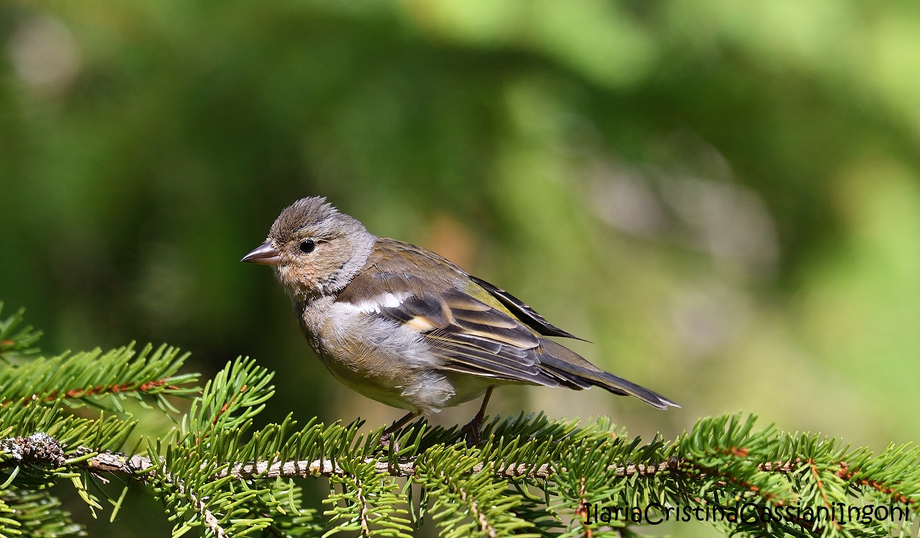 Male finches Juv.