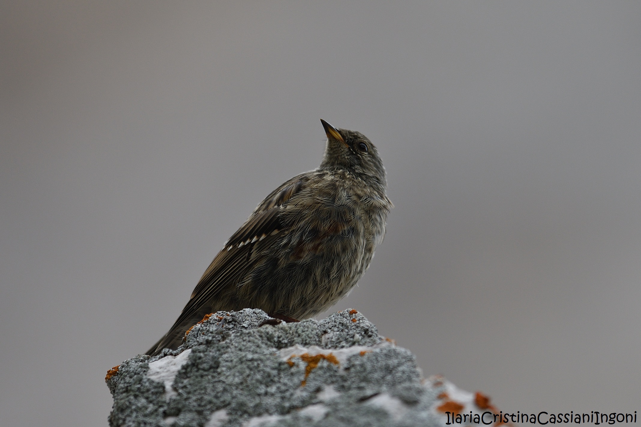Alpine Accentor