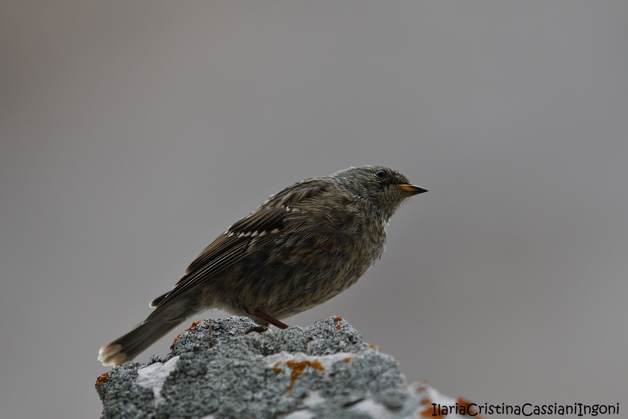 Alpine Accentor