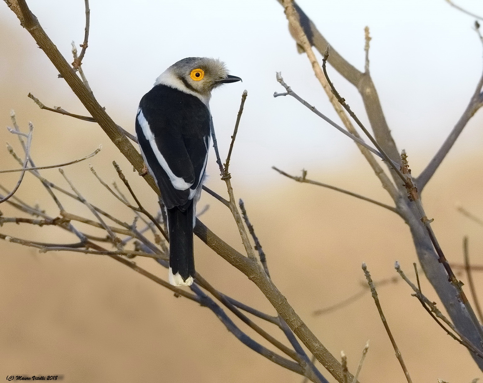 White-crested helmetshrike (prionops Plumatus)