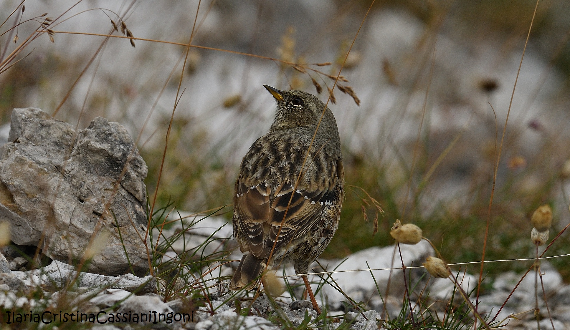 Alpine Accentor