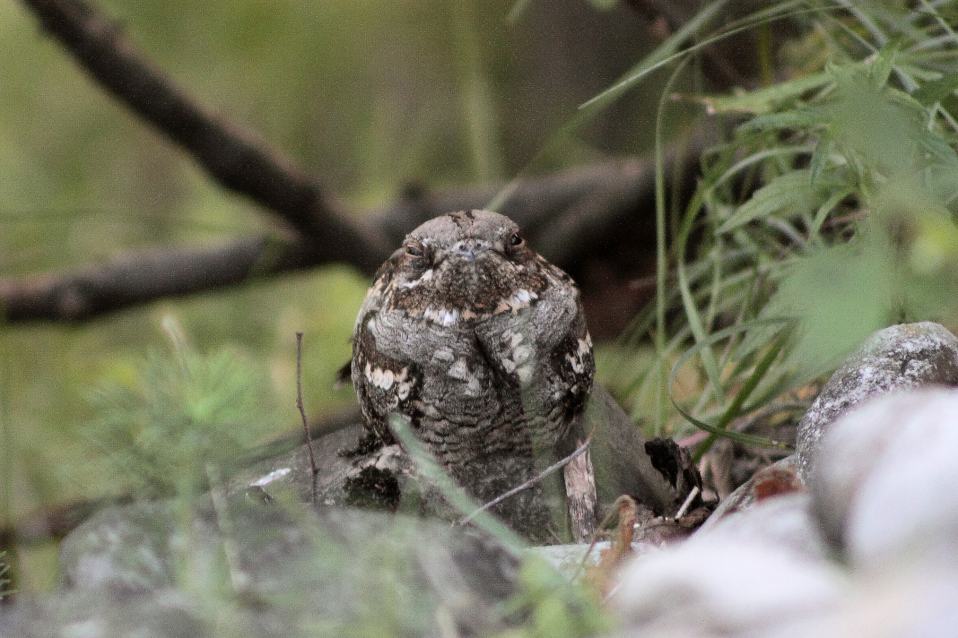 Caprimulgus europaeus