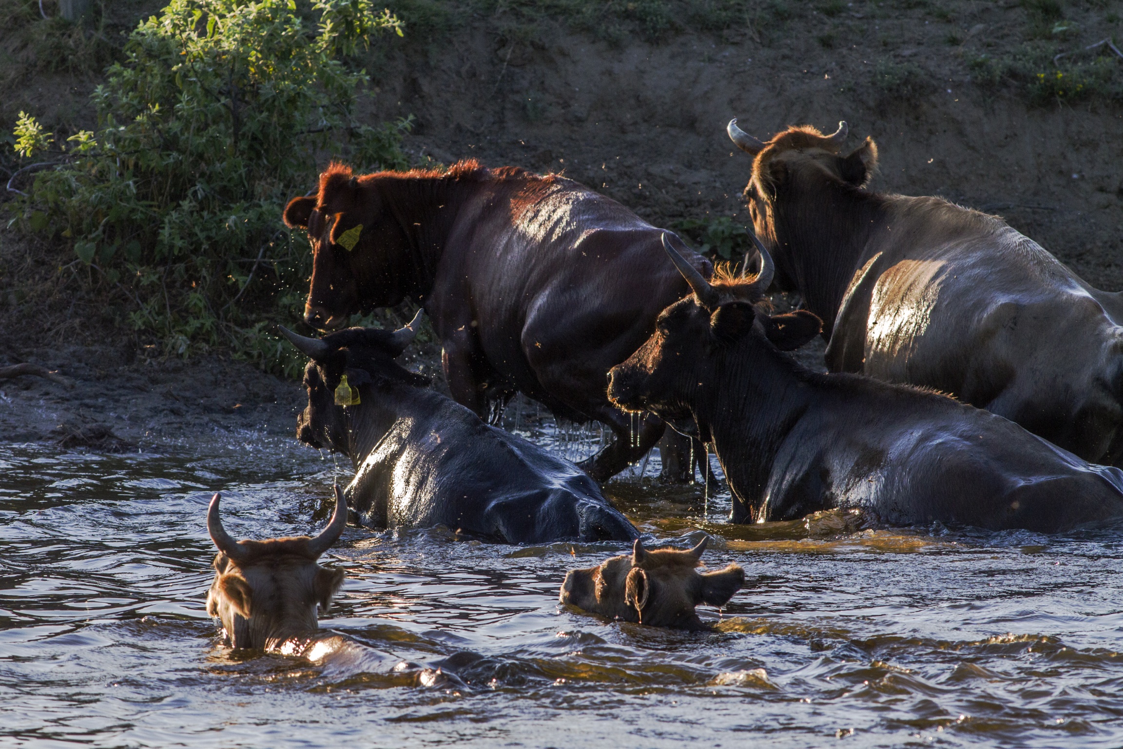Romania, Animals at the Ford