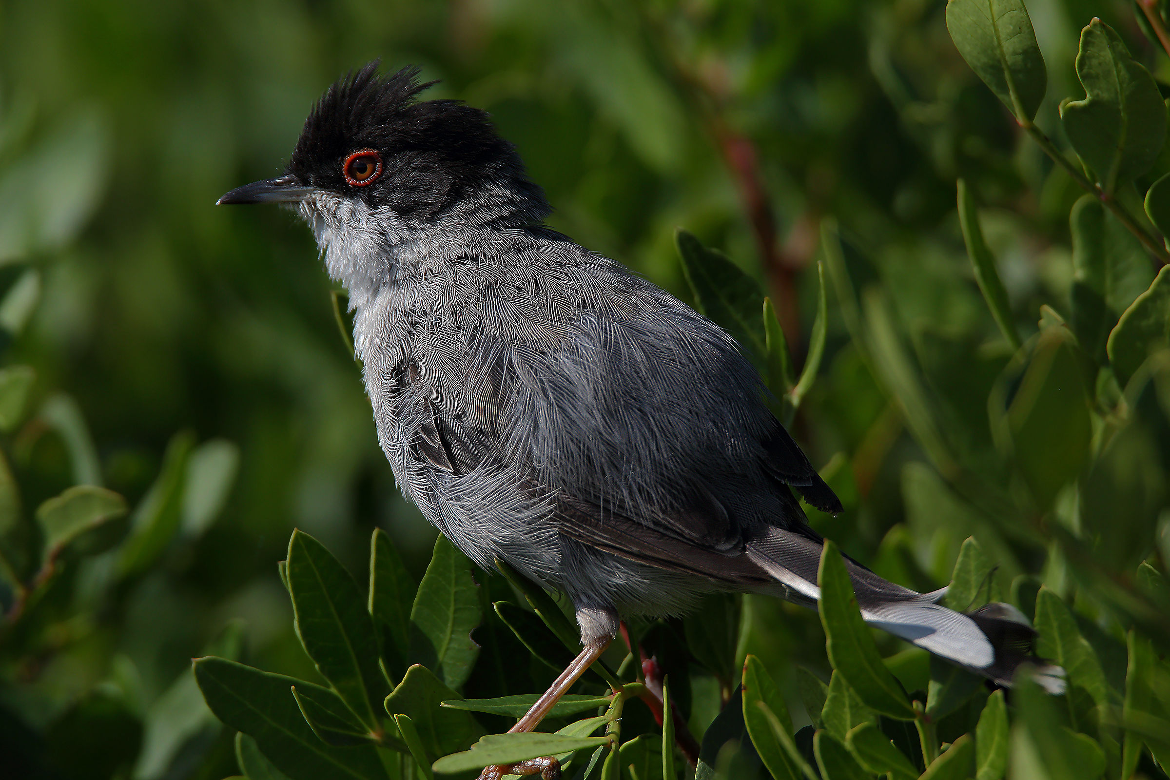 Sardinian Warbler