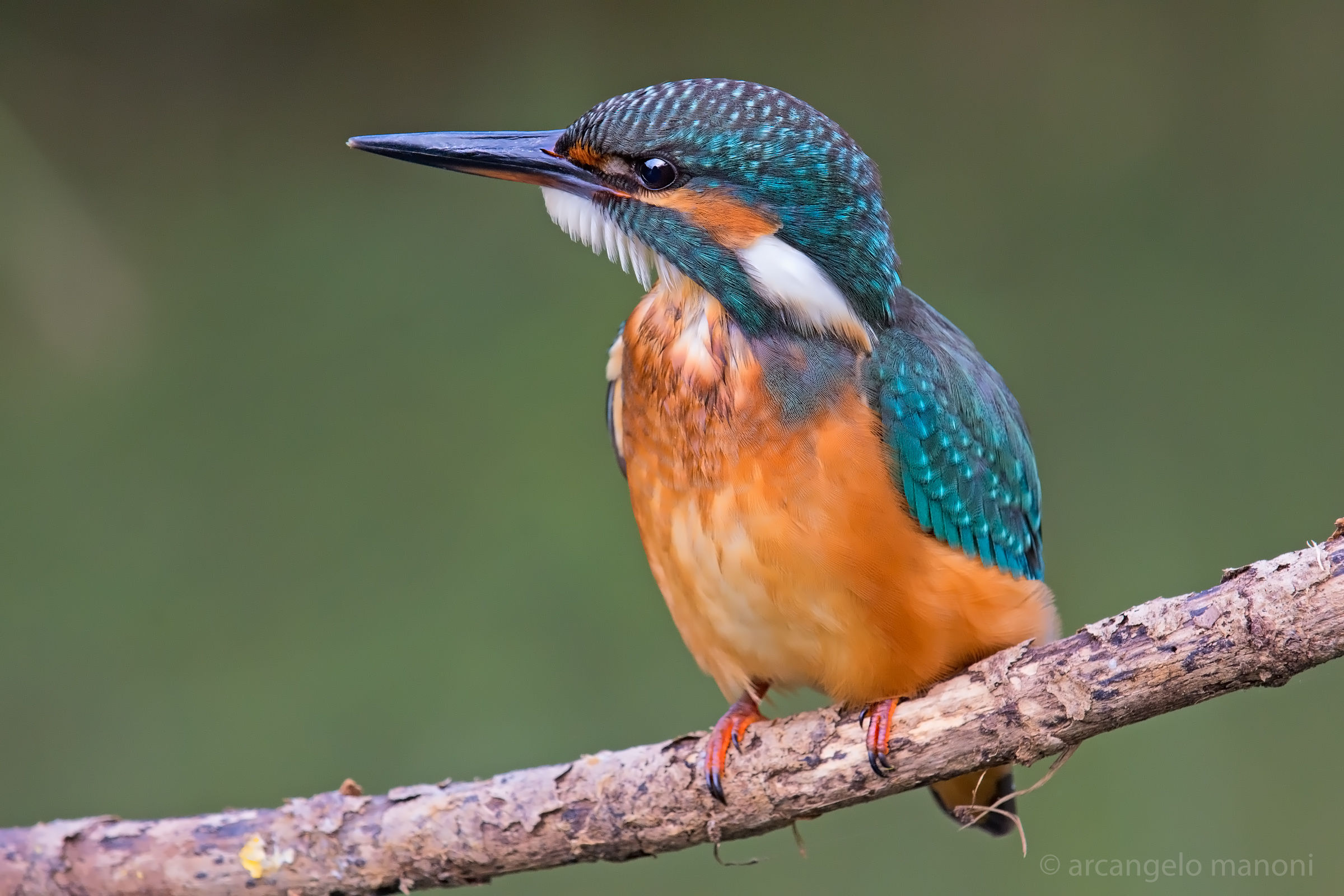 Martina barba bianca