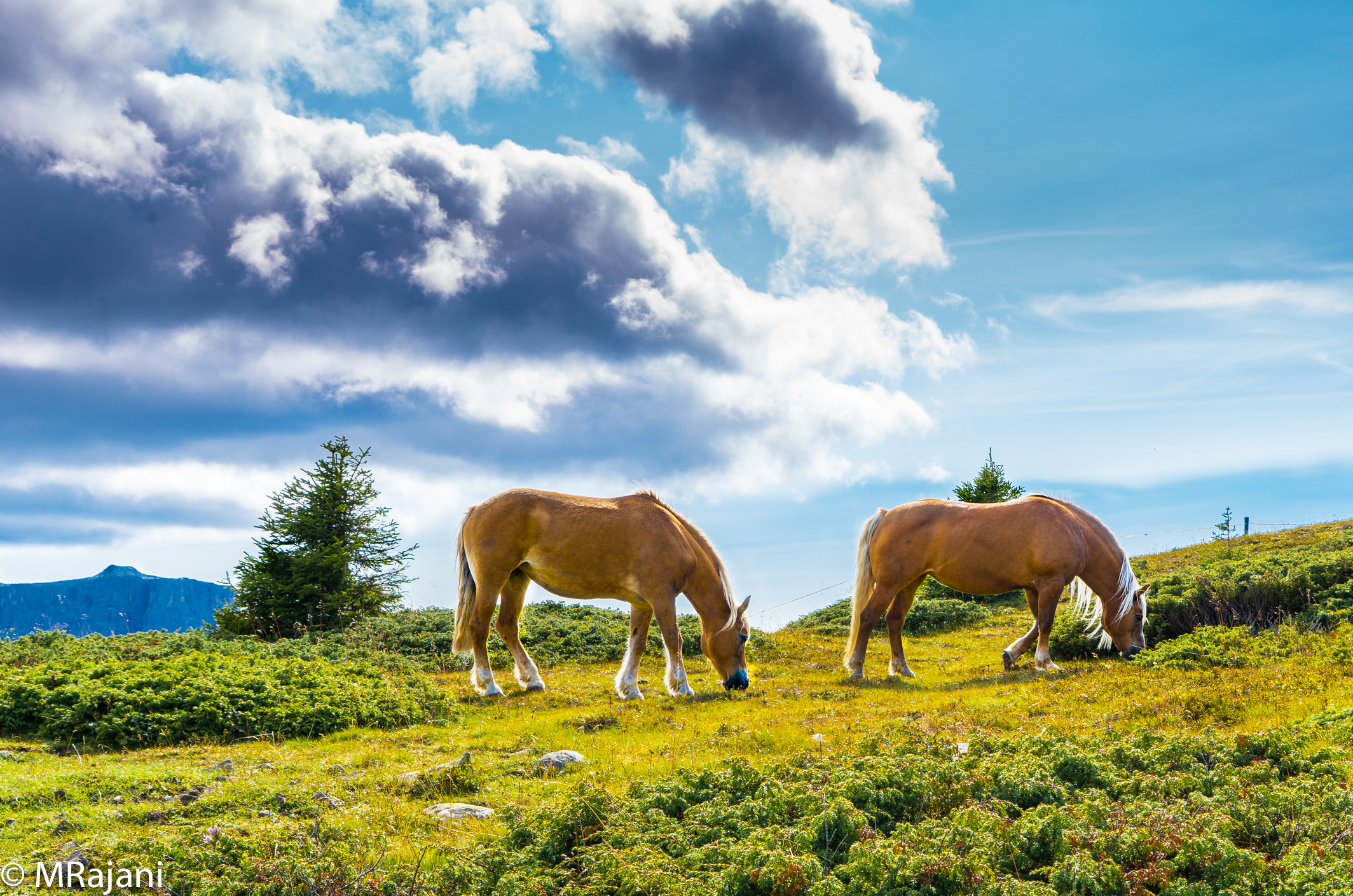 Horses at Alpe di Siusi