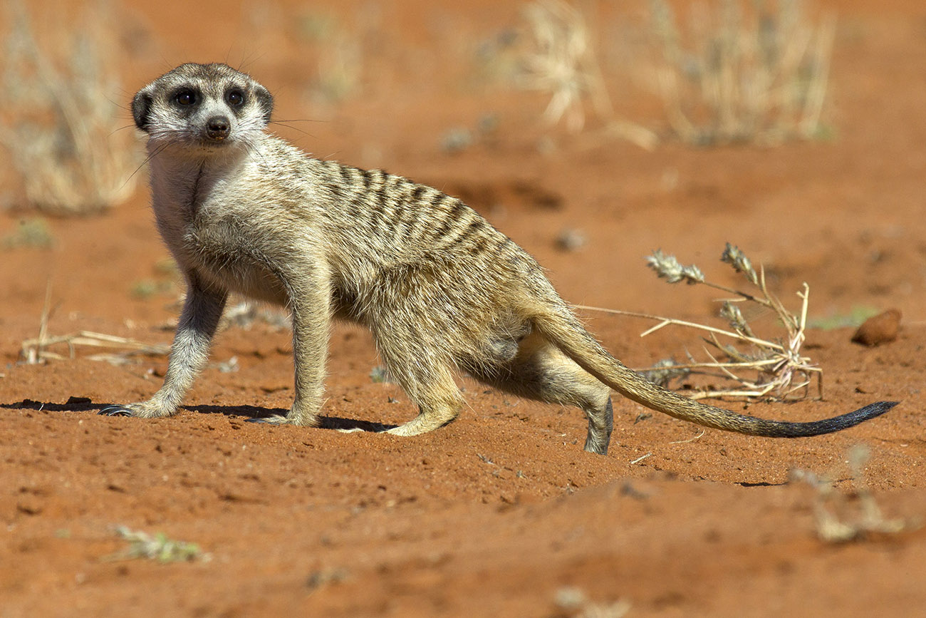 Suricato allo scoperto