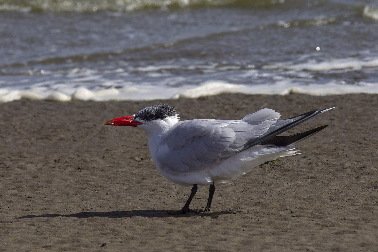 Caspian Tern