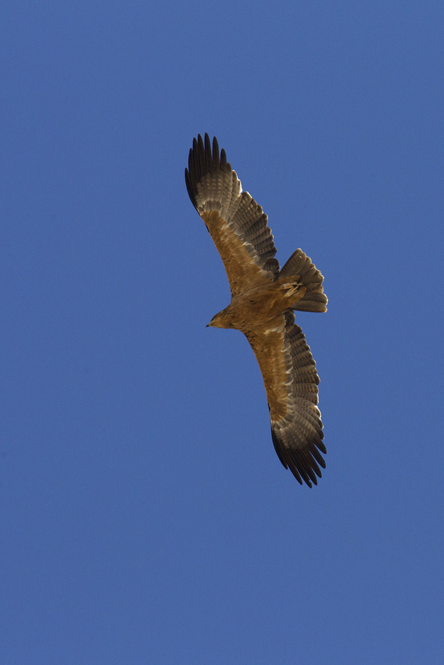 Aquila rapax In volo