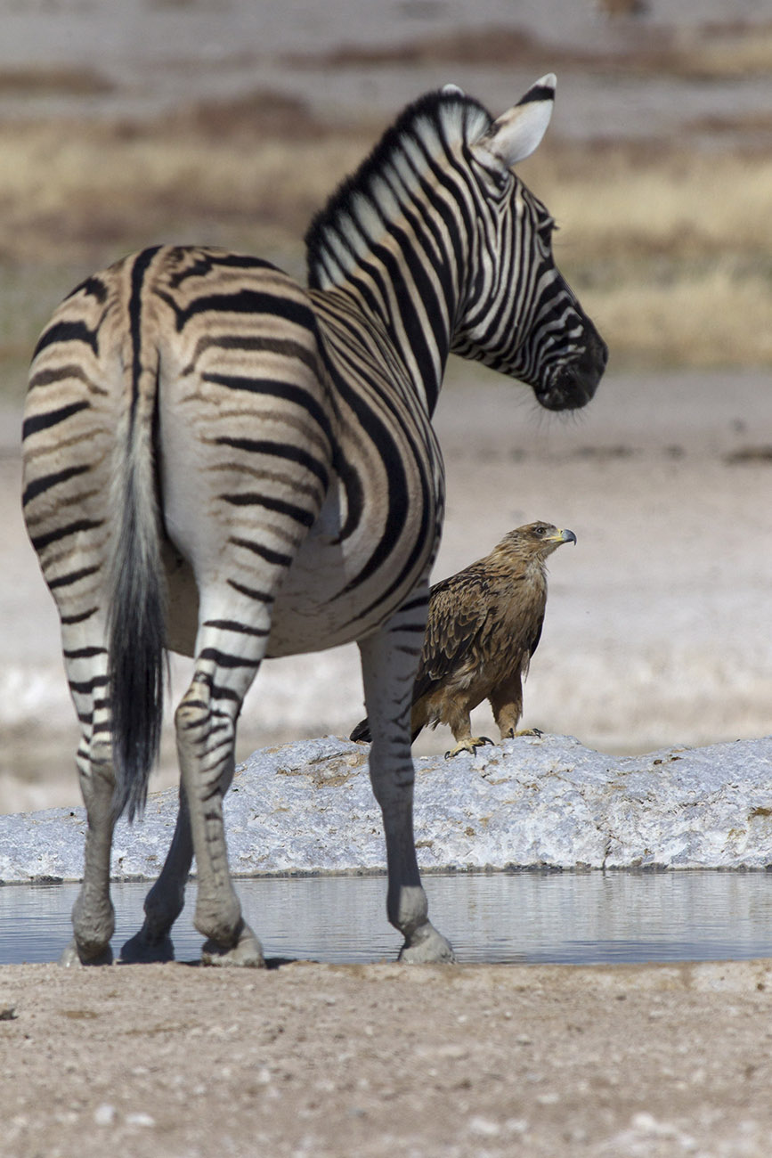 Zebra o Aquila rapax ?