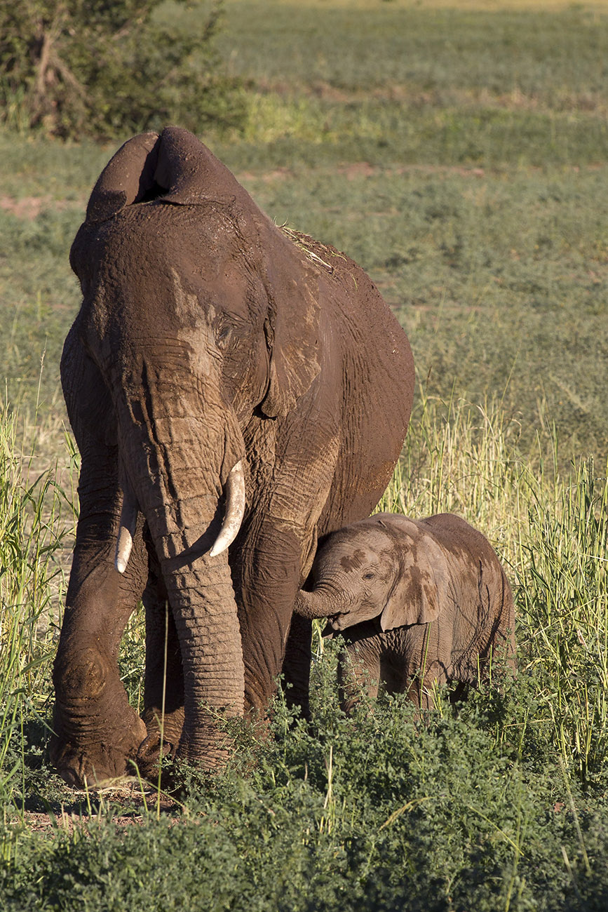 Elefante del deserto