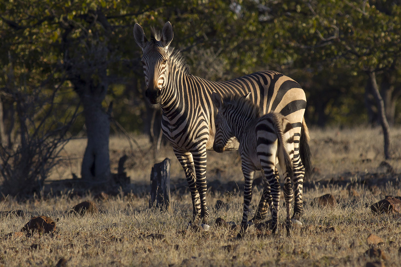 Zebra di Montagna (Equus zebra)