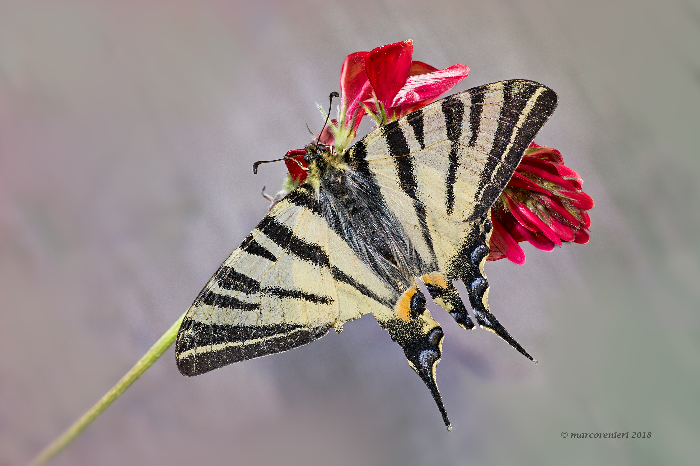 Scarce Swallowtail