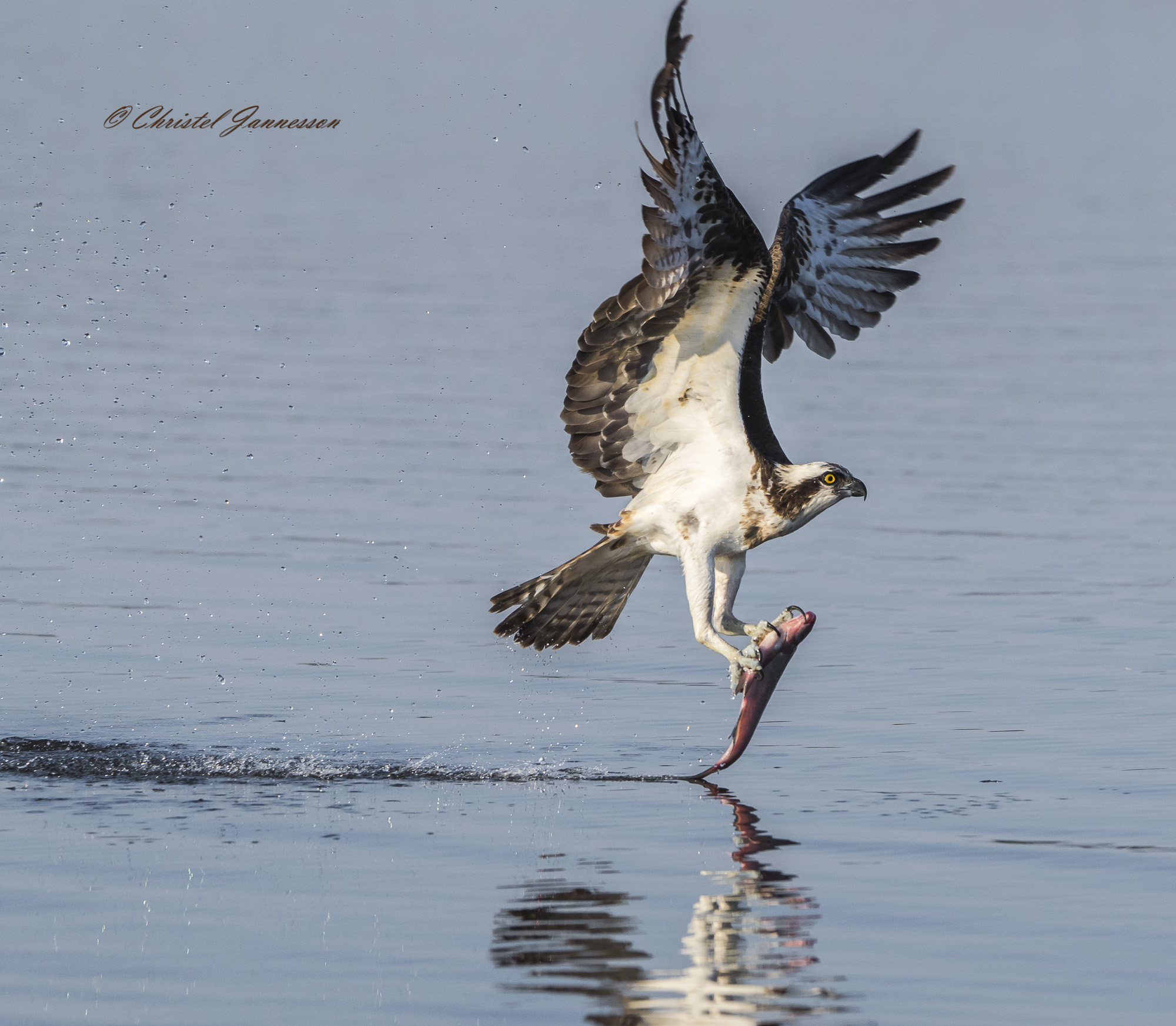 Ospray-questi stupefacente affascinanti bellissimi pescatori
