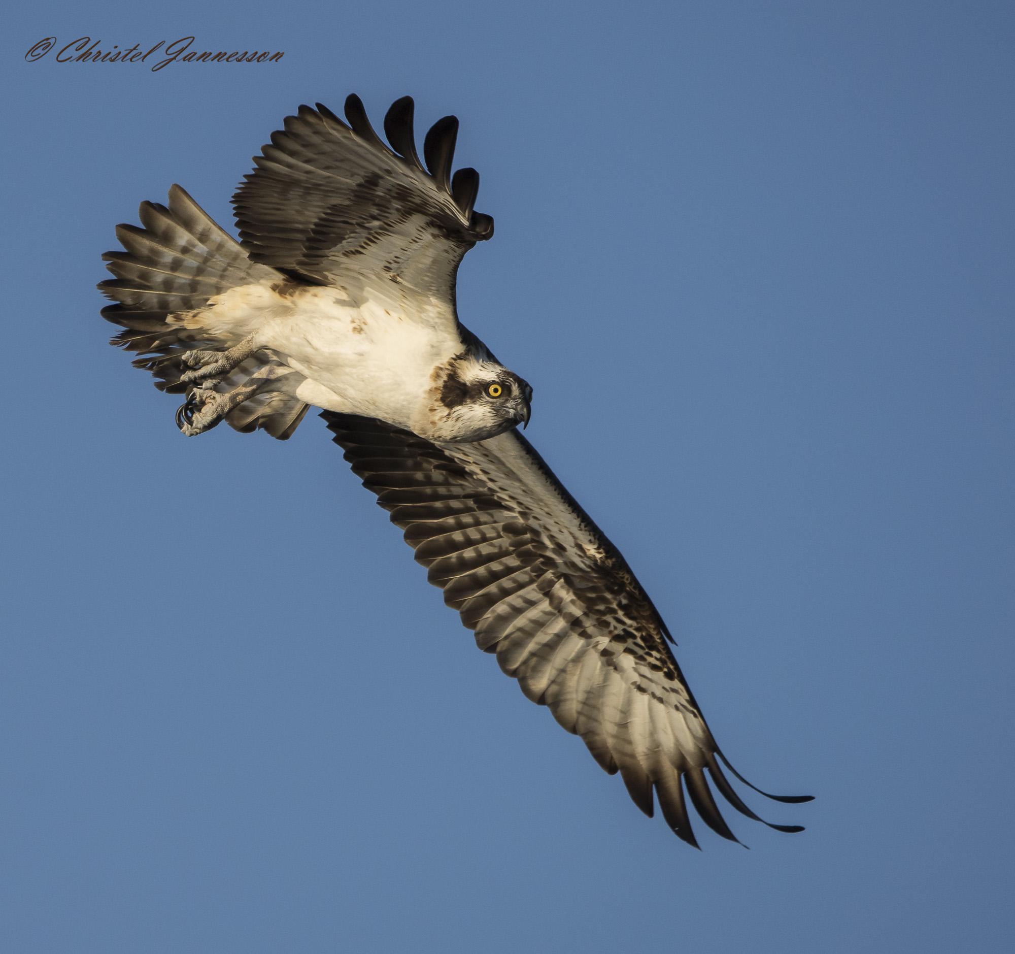 Osprey - looking at one?s hunting water
