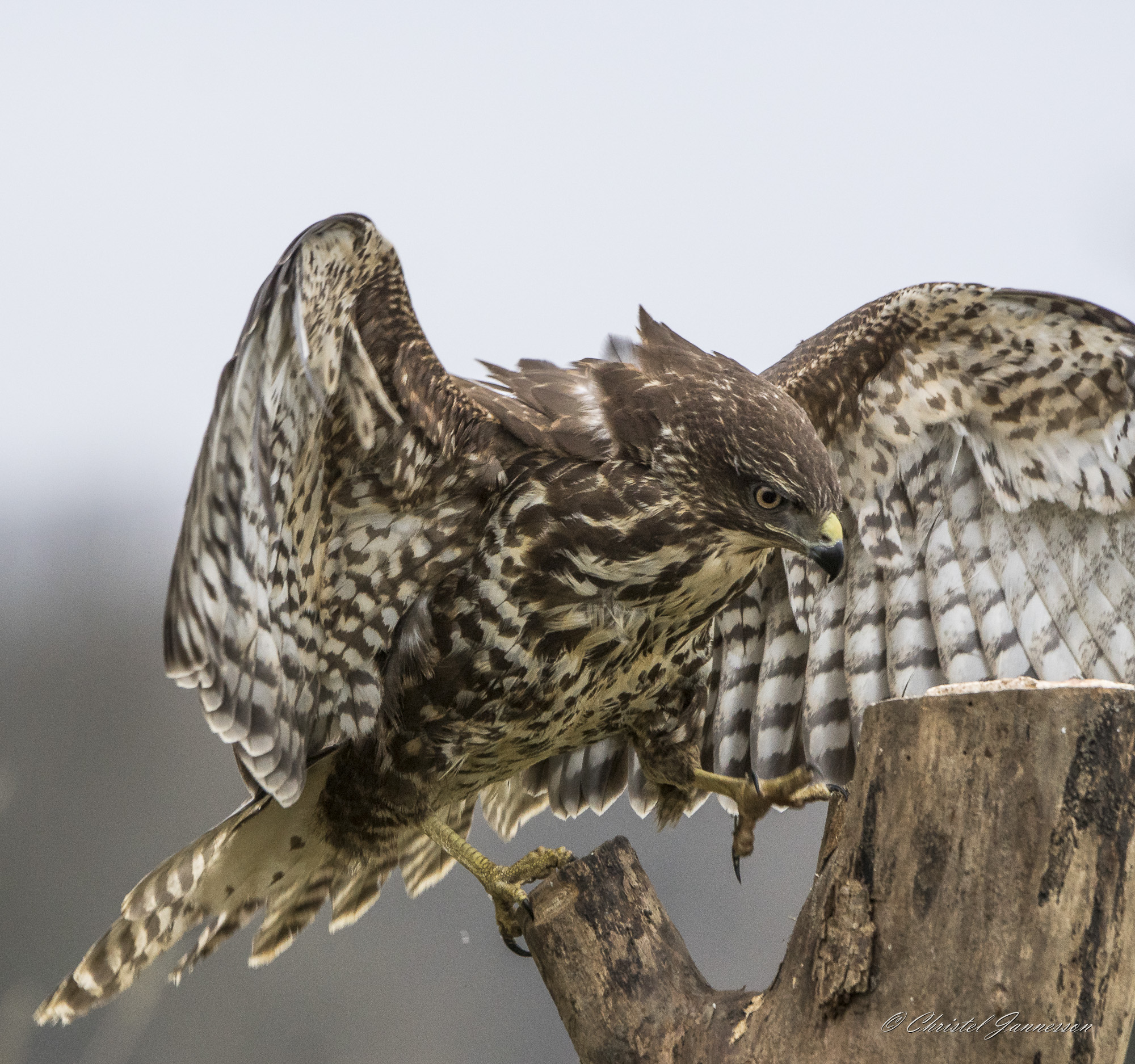 Buteo buteo-il drago è atterrato
