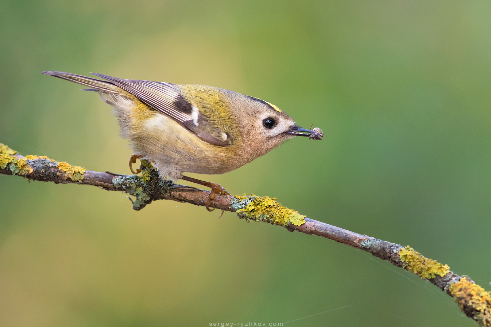 Goldcrest (regolo regolo)