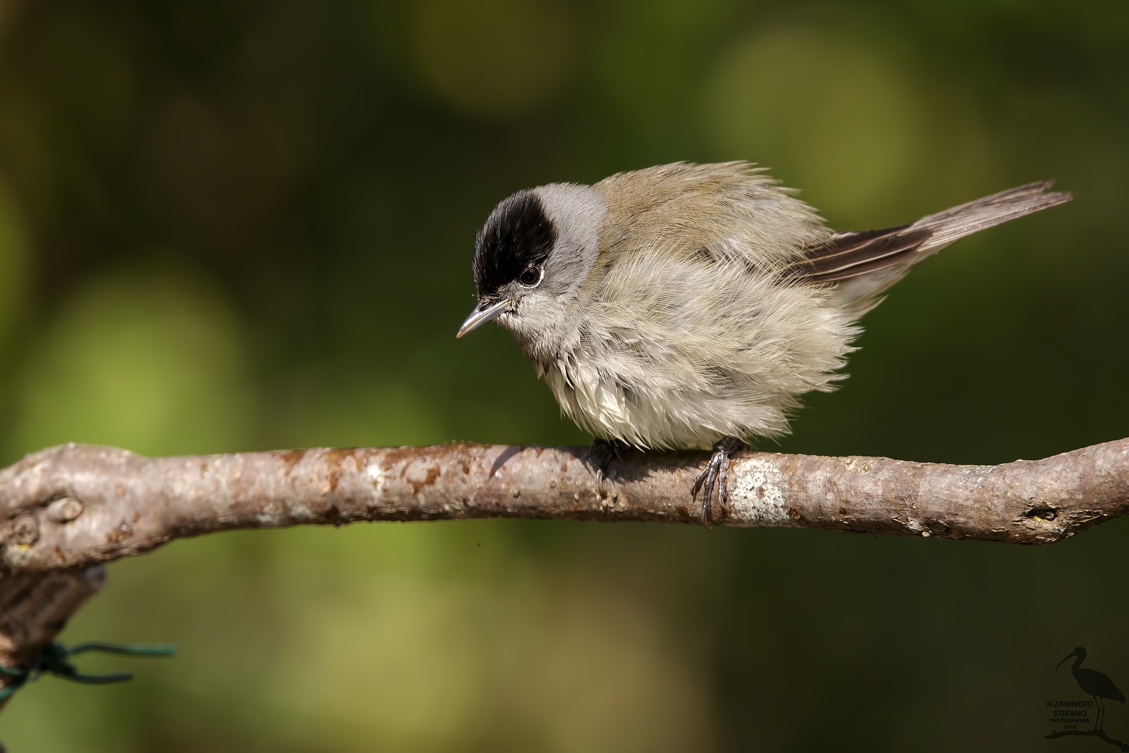 Blackcap