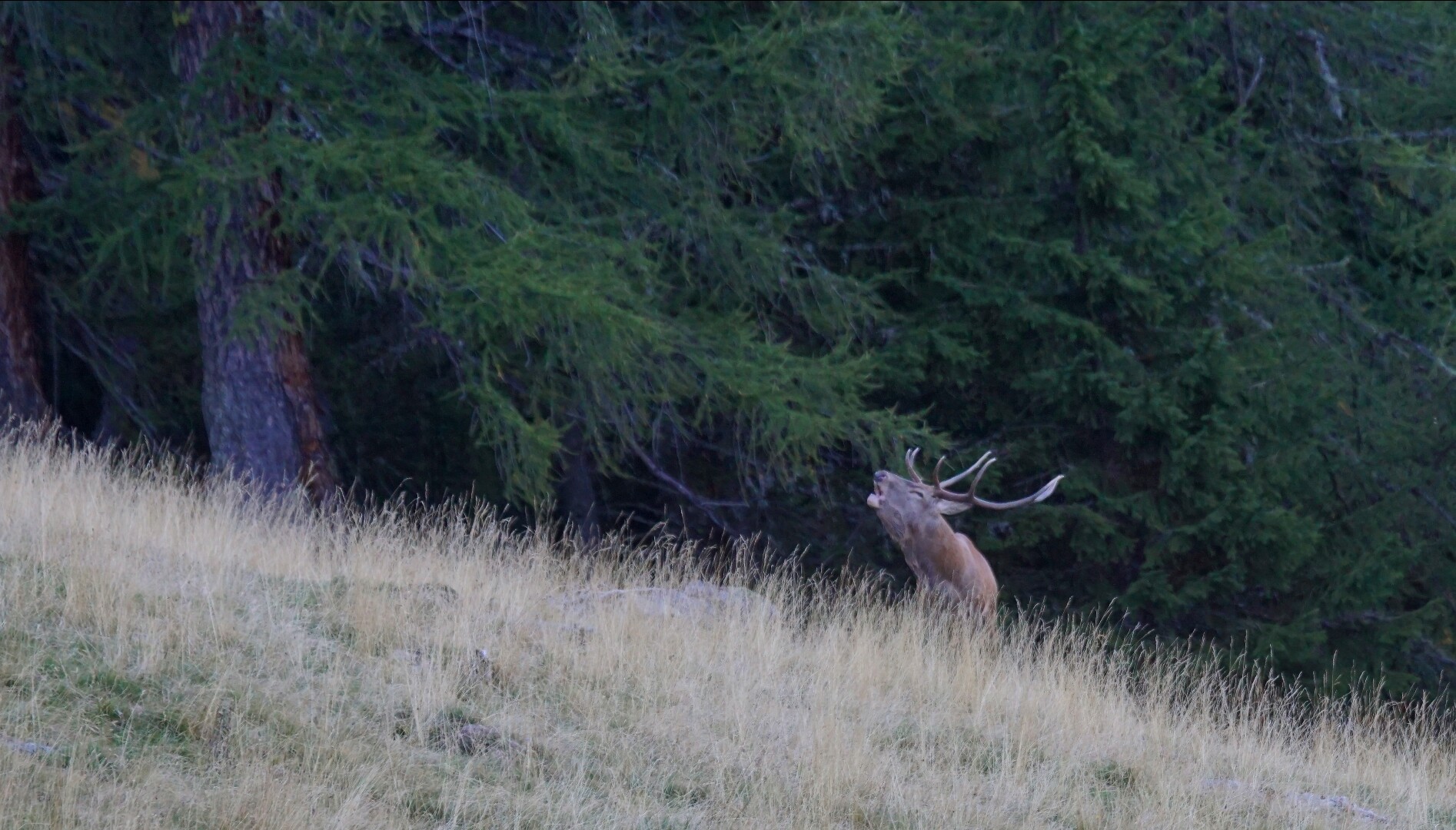 Il richiamo del re...