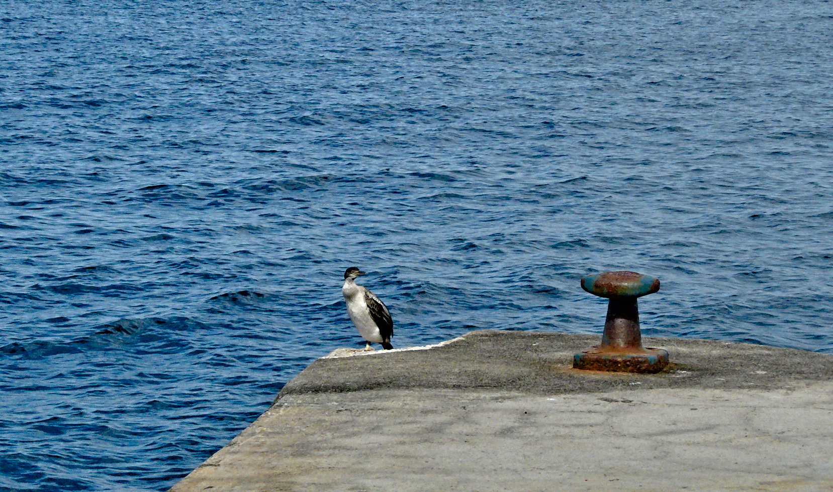 Friend at the harbor
