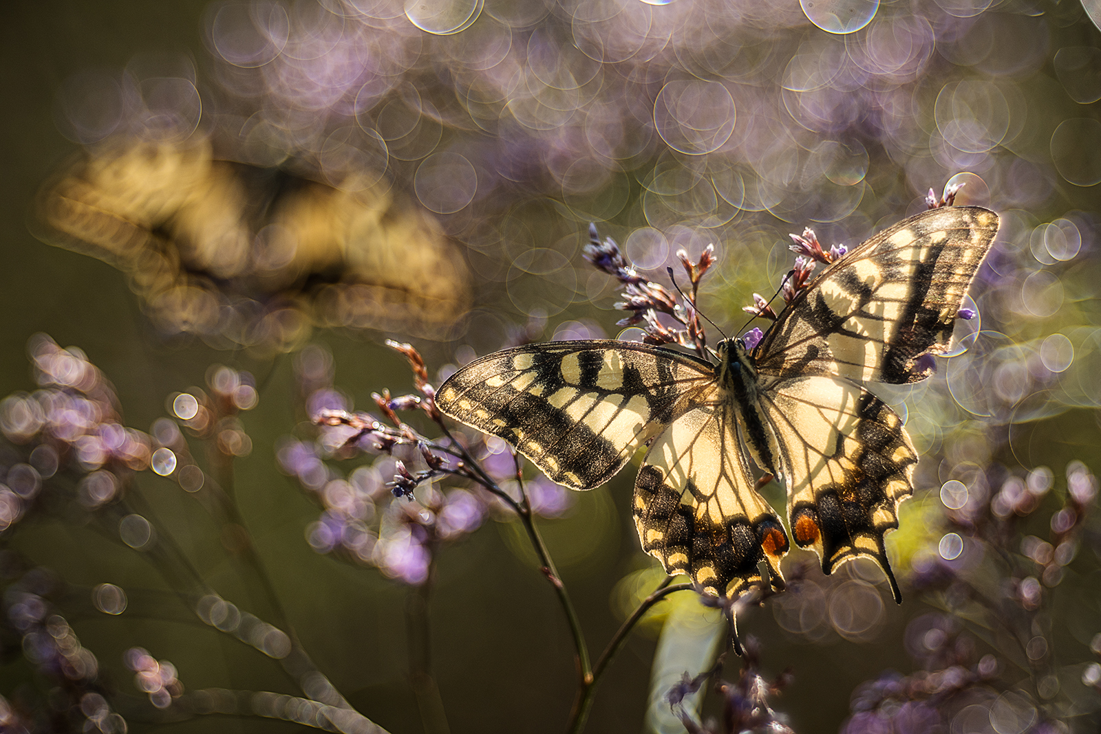 Macaoni and Trioplan