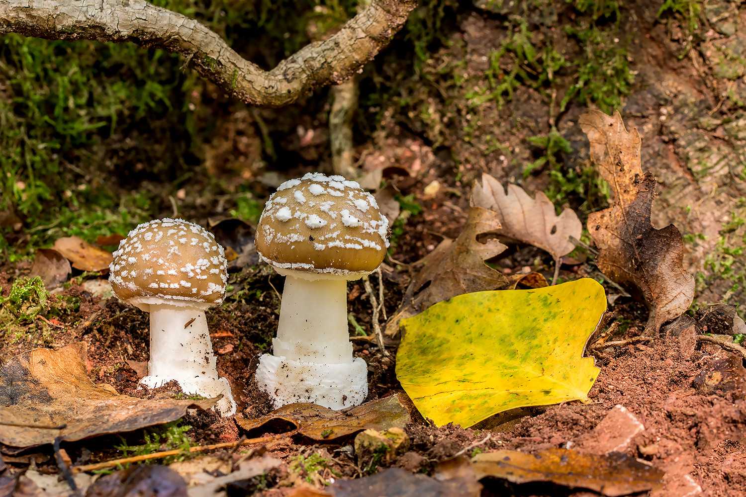Amanita PANTHERINA.