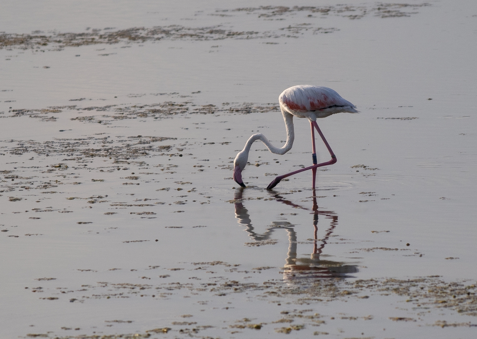Fenicottero Riserva di Vendicari
