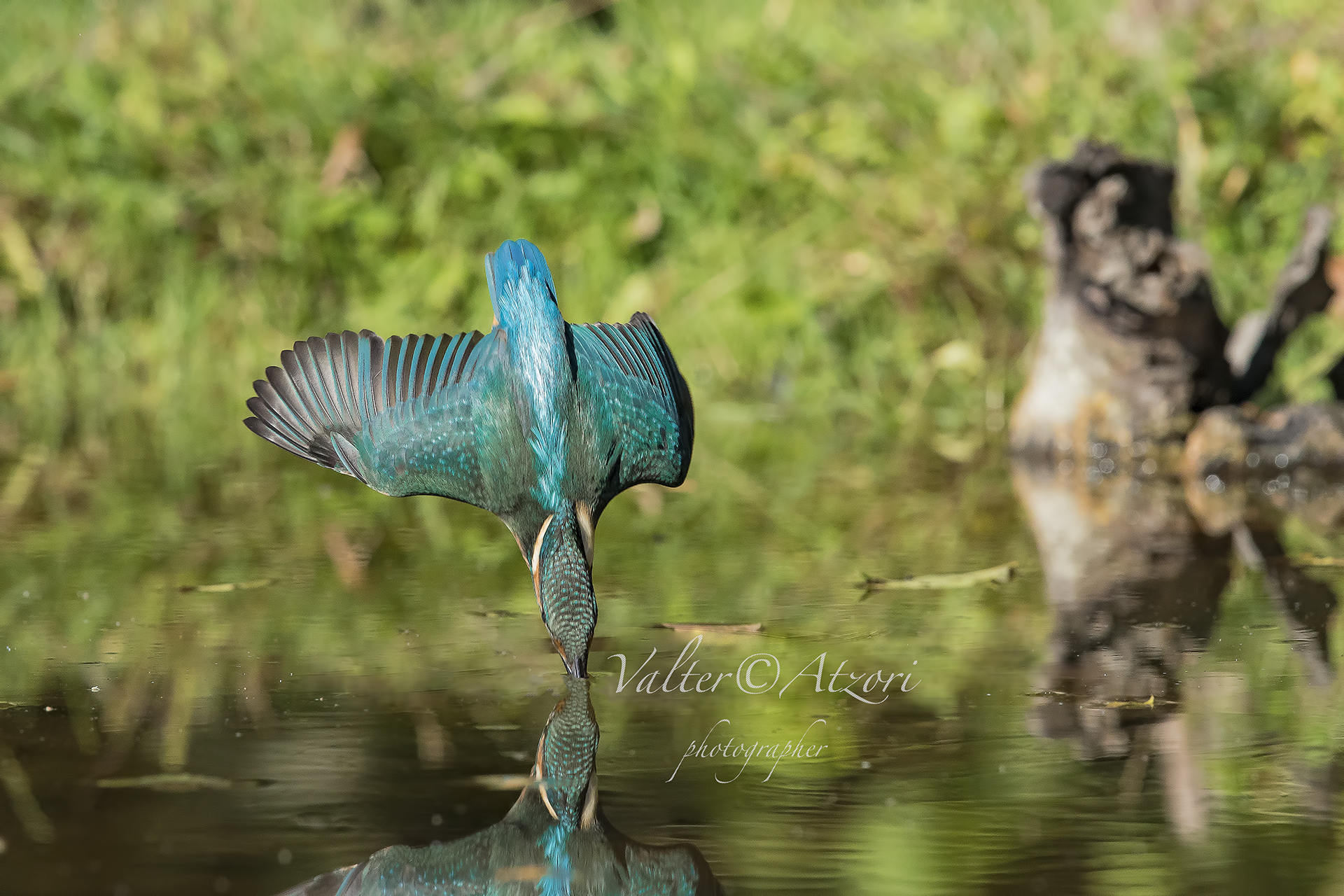Martin Pescatore in picchiata