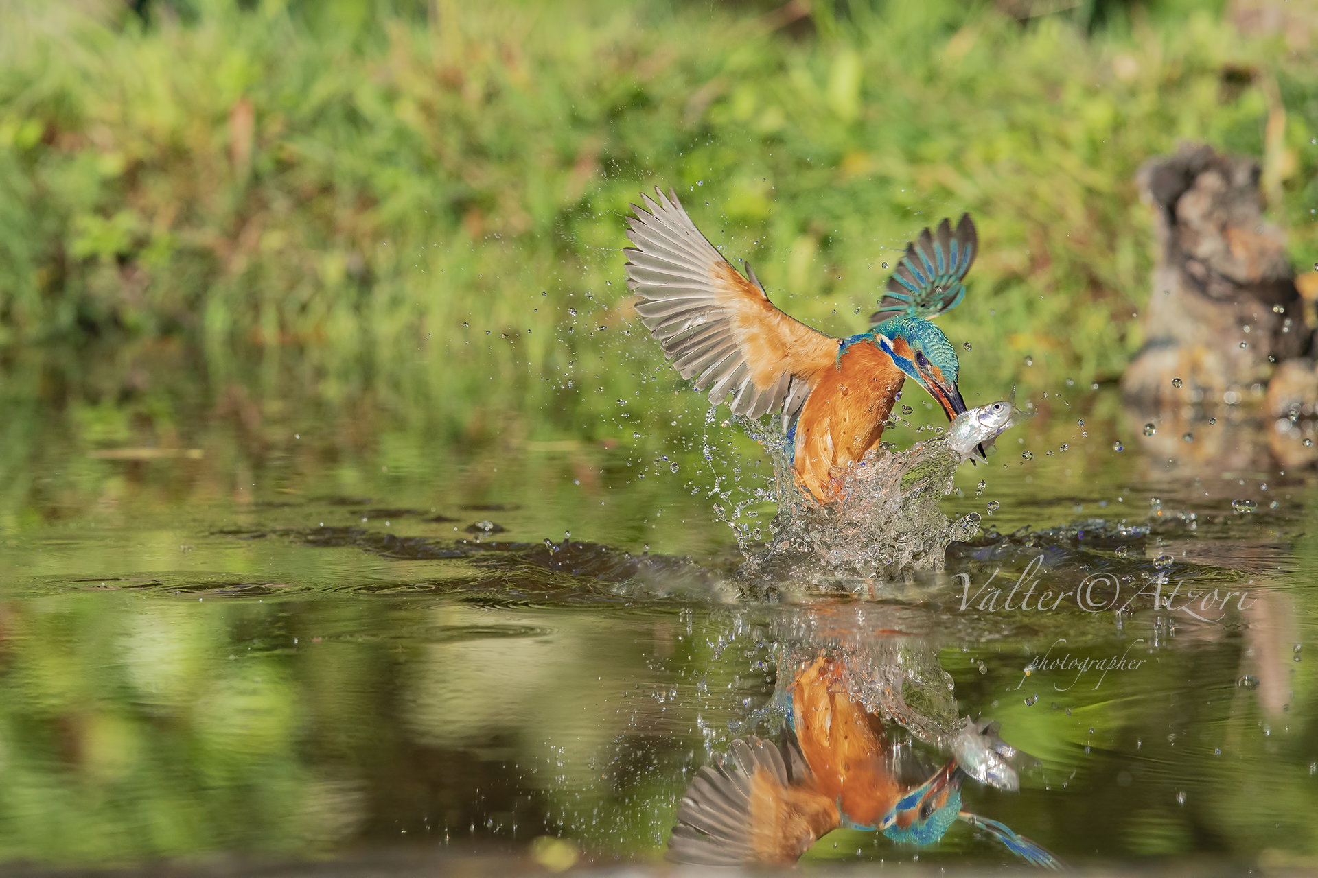Martin pescatore con preda