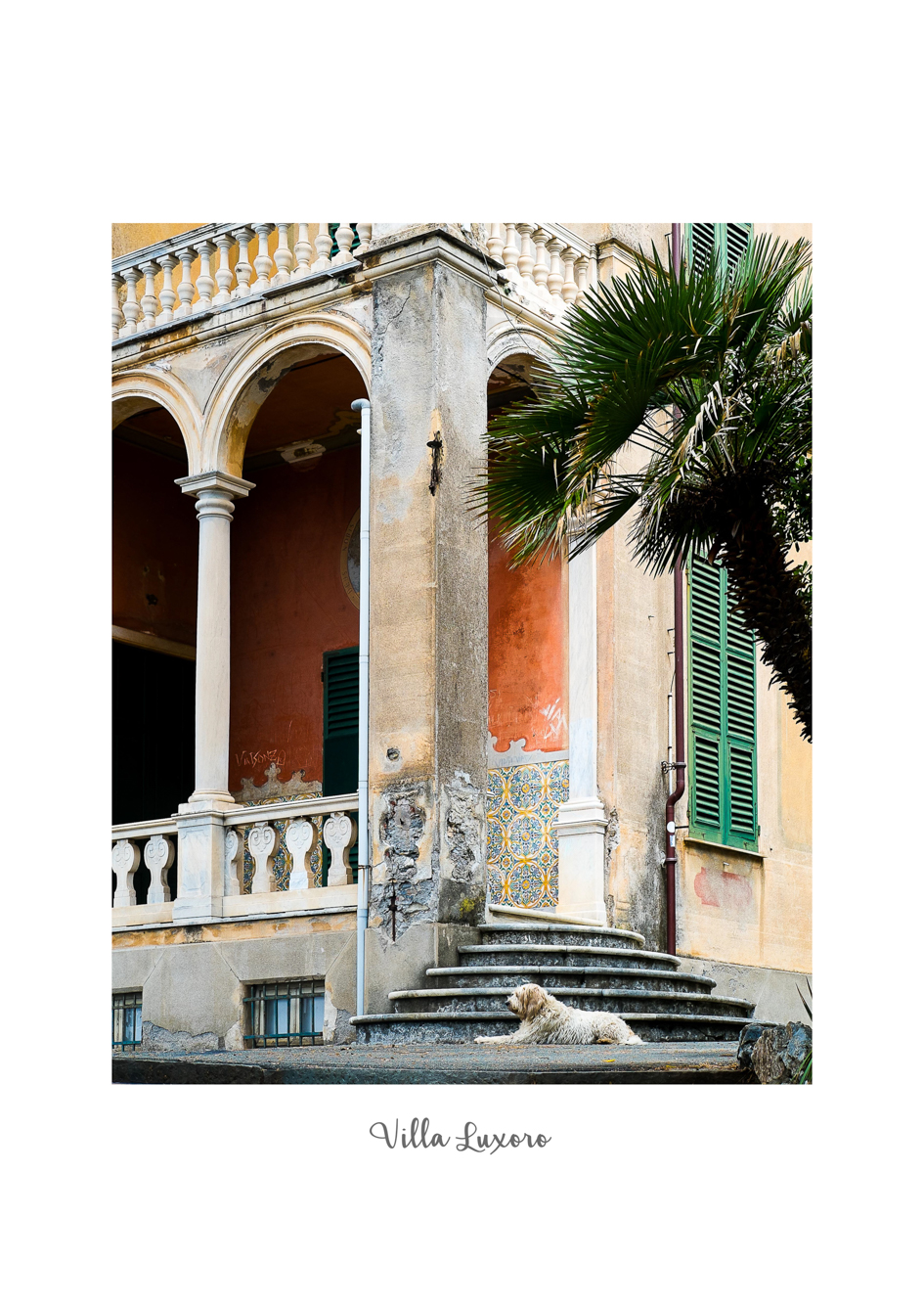 Luxoro and Stretching dog